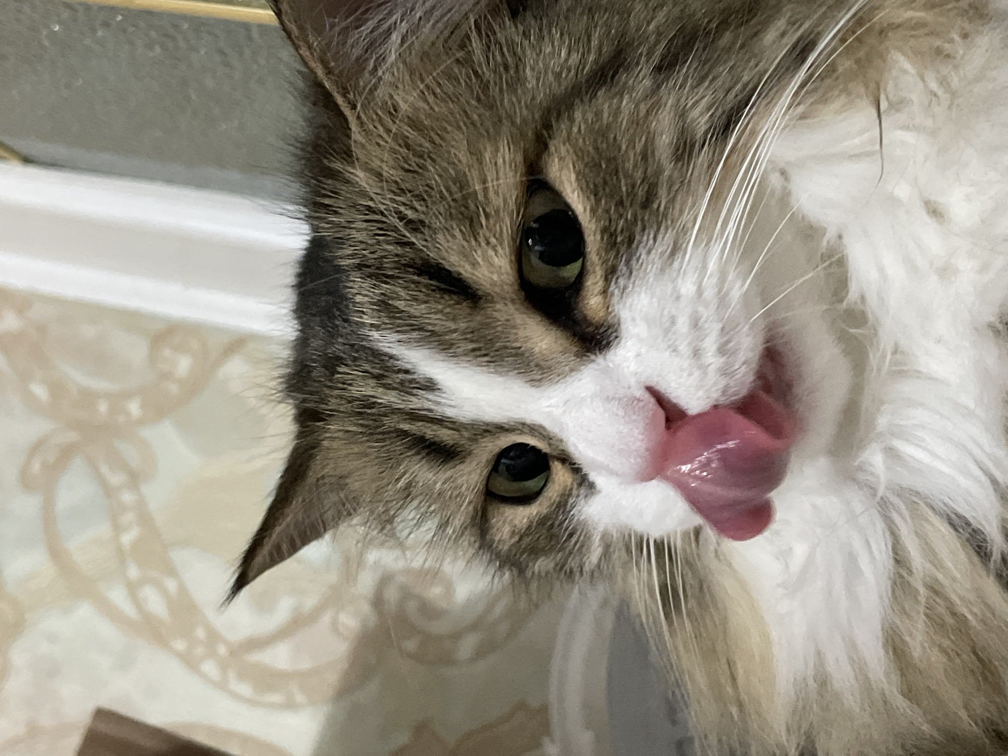 A close-up, head-on shot captures a long-haired domestic cat with brown, white, and gray fur licking its nose with a pink tongue. The cat has green eyes and white whiskers. The background is a wall with a textured, light-colored pattern. The image appears to be taken indoors, in a domestic setting. There is no discernible information about the city of Izhevsk, Russia.