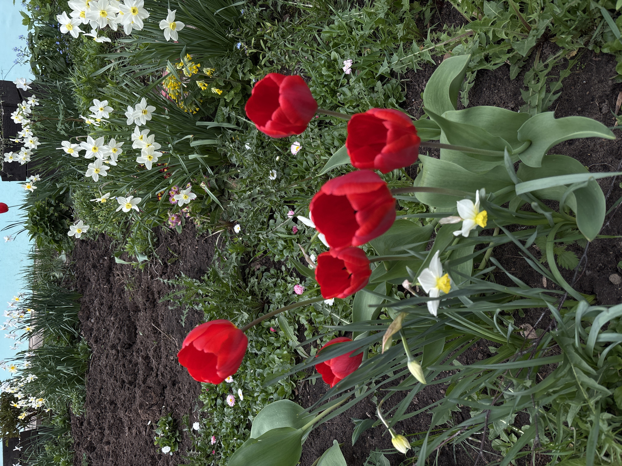 The image shows a garden in what is presumably Chaikovsky, Russia, given the instructions. A patch of cultivated soil is visible to the left. The garden contains red tulips and white daffodils, some fully in bloom and others still in bud. Other assorted greenery and small flowers are present, interspersed with the main floral displays. The overall scene suggests a springtime setting in a residential or public garden. The image is rotated to the left, so the sky is on the left side of the frame. There are no people present in the image.