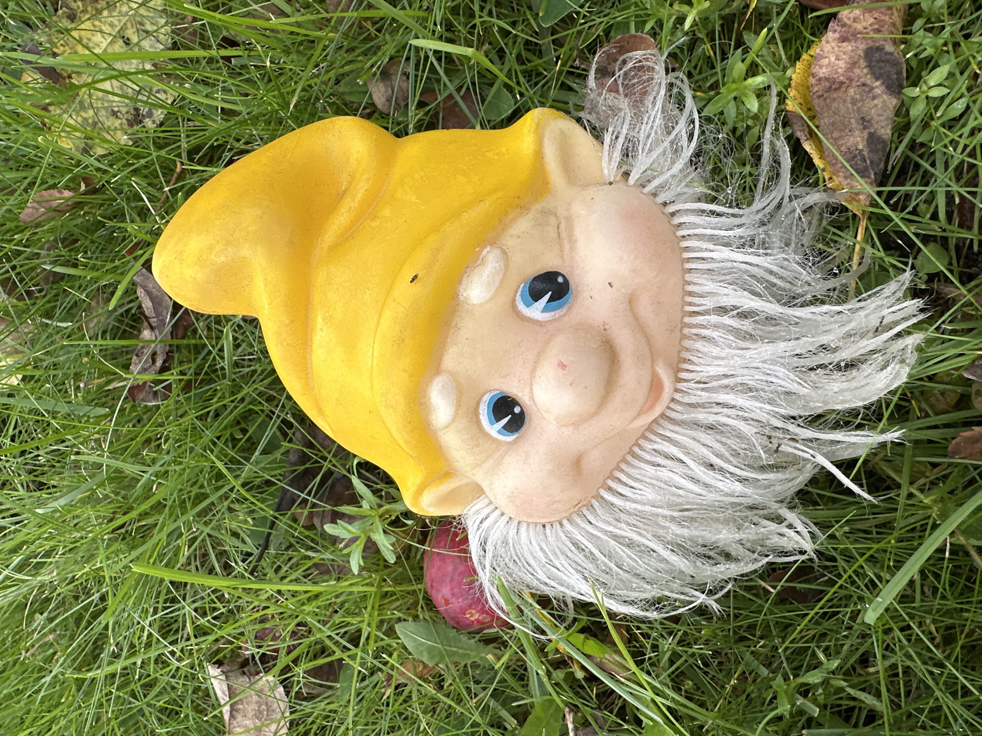 A close-up, eye-level shot captures a weathered garden gnome's head lying on a patch of green grass. The gnome's face is pale pink with blue eyes, a red nose, and a bushy white beard. Its yellow hat is tilted, and the gnome appears to be smiling. Around the gnome are scattered brown leaves, some of which are partially visible under the grass. A small, reddish-pink object, possibly a fallen berry or fruit, is nestled next to the gnome's left ear. The background consists of more green grass and some sparse, small plants. There is no indication of the location being in Vilnius, Lithuania.