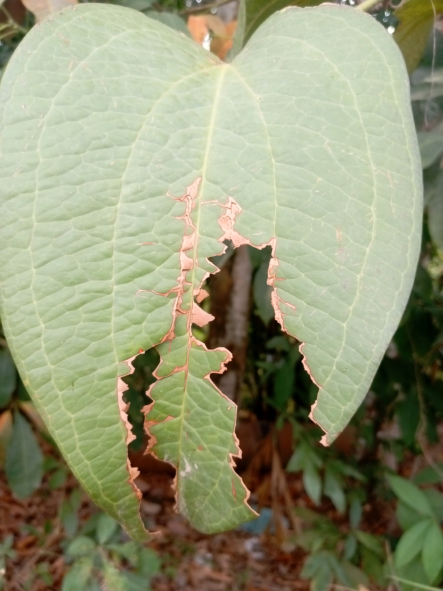 A close-up, high-angle shot captures a single, large, heart-shaped green leaf with a damaged edge. The leaf exhibits prominent veins forming a reticulated pattern across its surface. The right side of the leaf is significantly torn and frayed, revealing a brown, dried-out texture along the damaged area. The background is softly blurred, showing more green foliage and a brown, earthy ground cover, suggesting an outdoor setting. The scene is likely located in Batam, Indonesia, given the context provided. No people or specific actions are depicted.