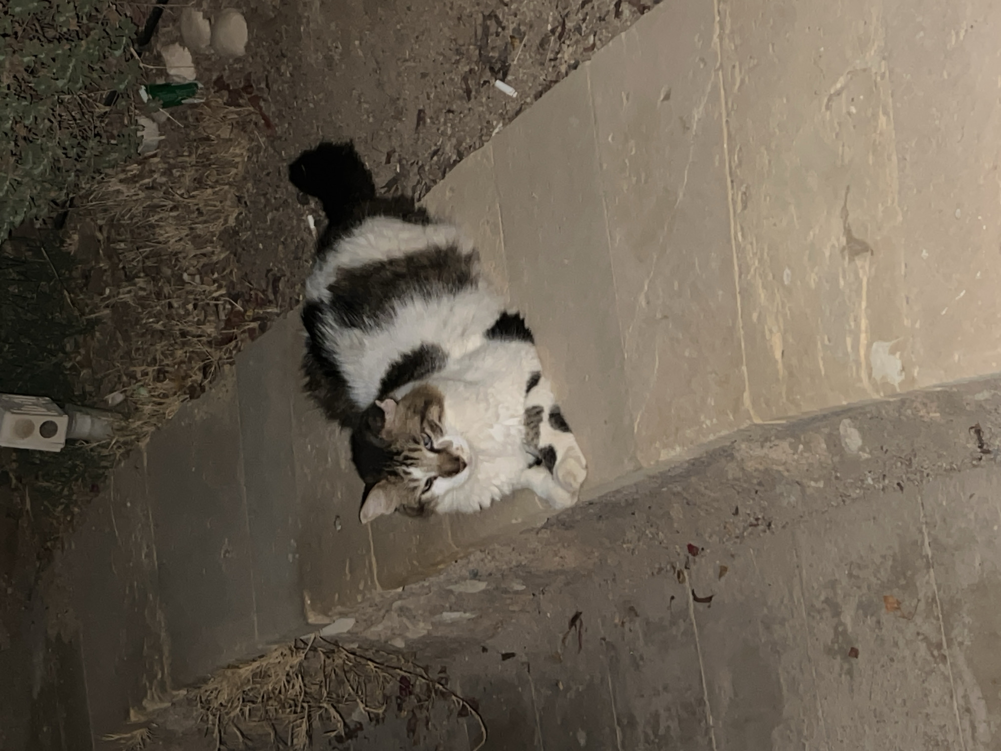 A fluffy, long-haired cat with black and white markings is lying on a stone ledge outdoors at night. The cat has green eyes and is looking slightly down and to its left. Its paws are tucked underneath its body. Behind the cat, there is dry vegetation and dark soil. In the background, a white electrical box with two circular openings is visible on a pole. The ground in front of the ledge is paved with concrete slabs. The scene is located in Sharm El Sheikh, Egypt.