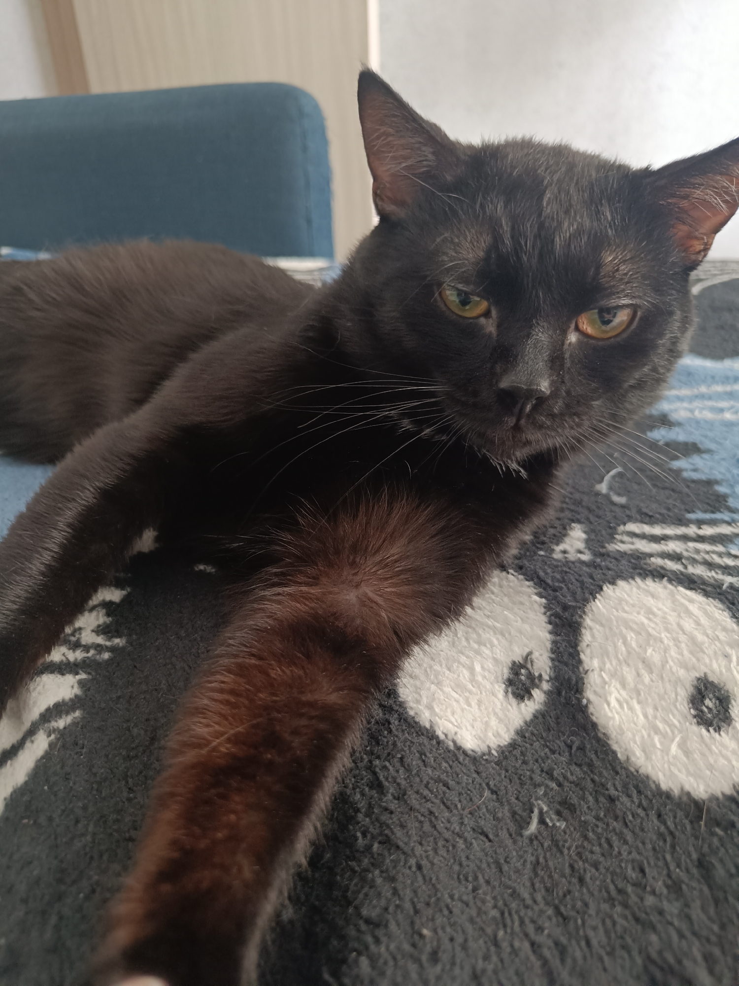 A black cat with amber eyes lies on a patterned blanket. The cat's left side is visible, with its head turned towards the camera. The background shows a blurry blue chair and a light-colored wall. The image does not contain any information that allows for the determination of a specific location in the city of Krasnodar, Russia.