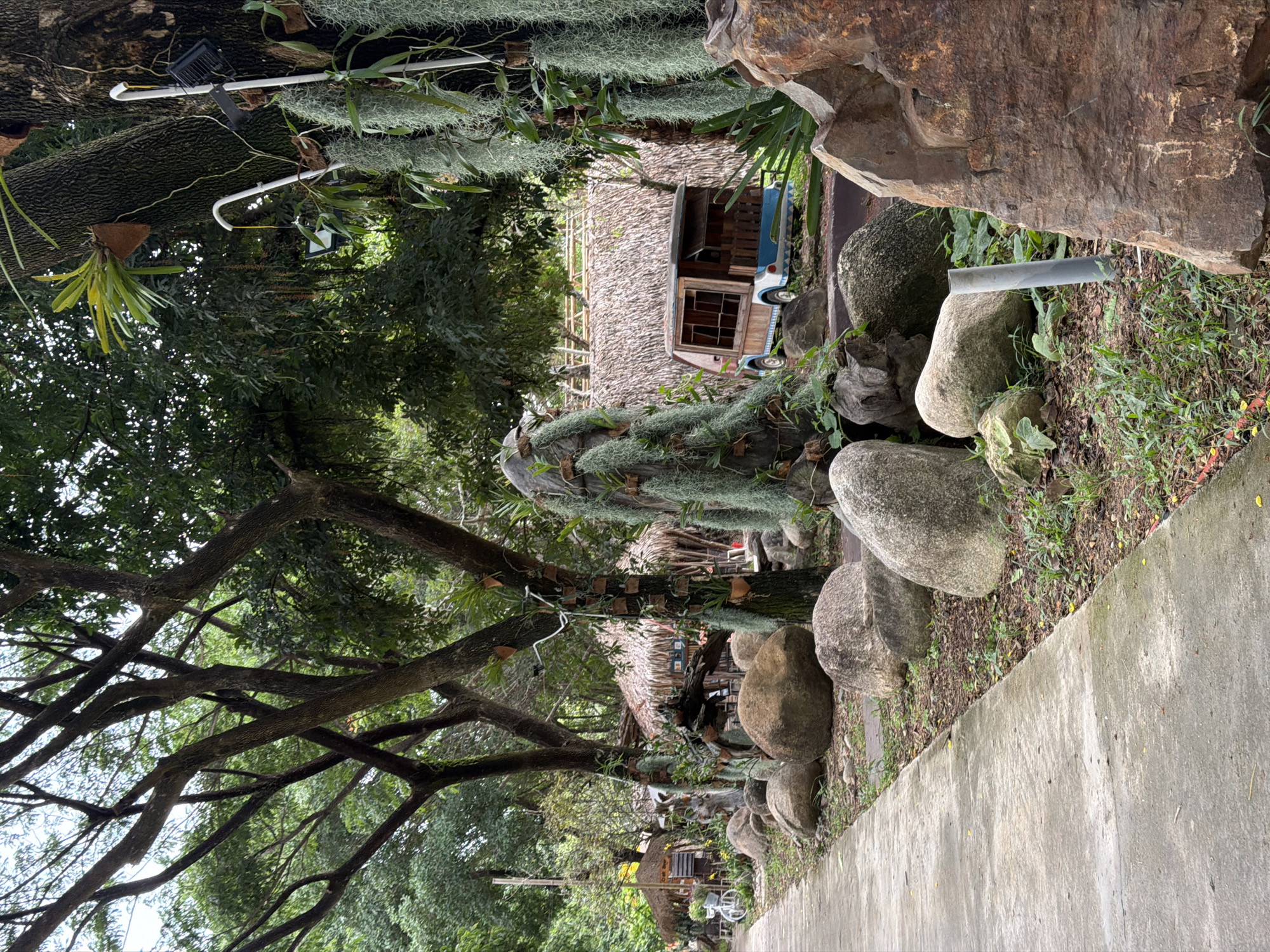 The image depicts an outdoor scene with a rustic, natural setting. The foreground features a concrete pathway that runs alongside a collection of large, rounded rocks. Beyond the rocks, a dense arrangement of trees with thick branches dominates the left side of the frame, their leaves creating a lush canopy. Hanging from some of the branches are air plants, adding a unique botanical element.
In the middle ground, several structures with thatched roofs are visible, suggesting a natural or possibly tourist-oriented setting. One of these structures appears to be a small house or hut, with wooden elements and windows. A portion of a blue and white vehicle, possibly a vintage van or truck, is parked near one of the huts. Spanish moss or similar epiphytic plants hang in abundance from the trees and structures, contributing to a wild, untamed atmosphere.
The lighting suggests it is daytime, with dappled sunlight filtering through the trees. The overall mood is peaceful and serene, emphasizing the natural beauty of the environment. No people are visible in the image. There is no discernible text within the frame. The location context of Khánh Vĩnh, Vietnam, aligns with the tropical vegetation and architectural styles suggested by the thatched roofs and abundant plant life.