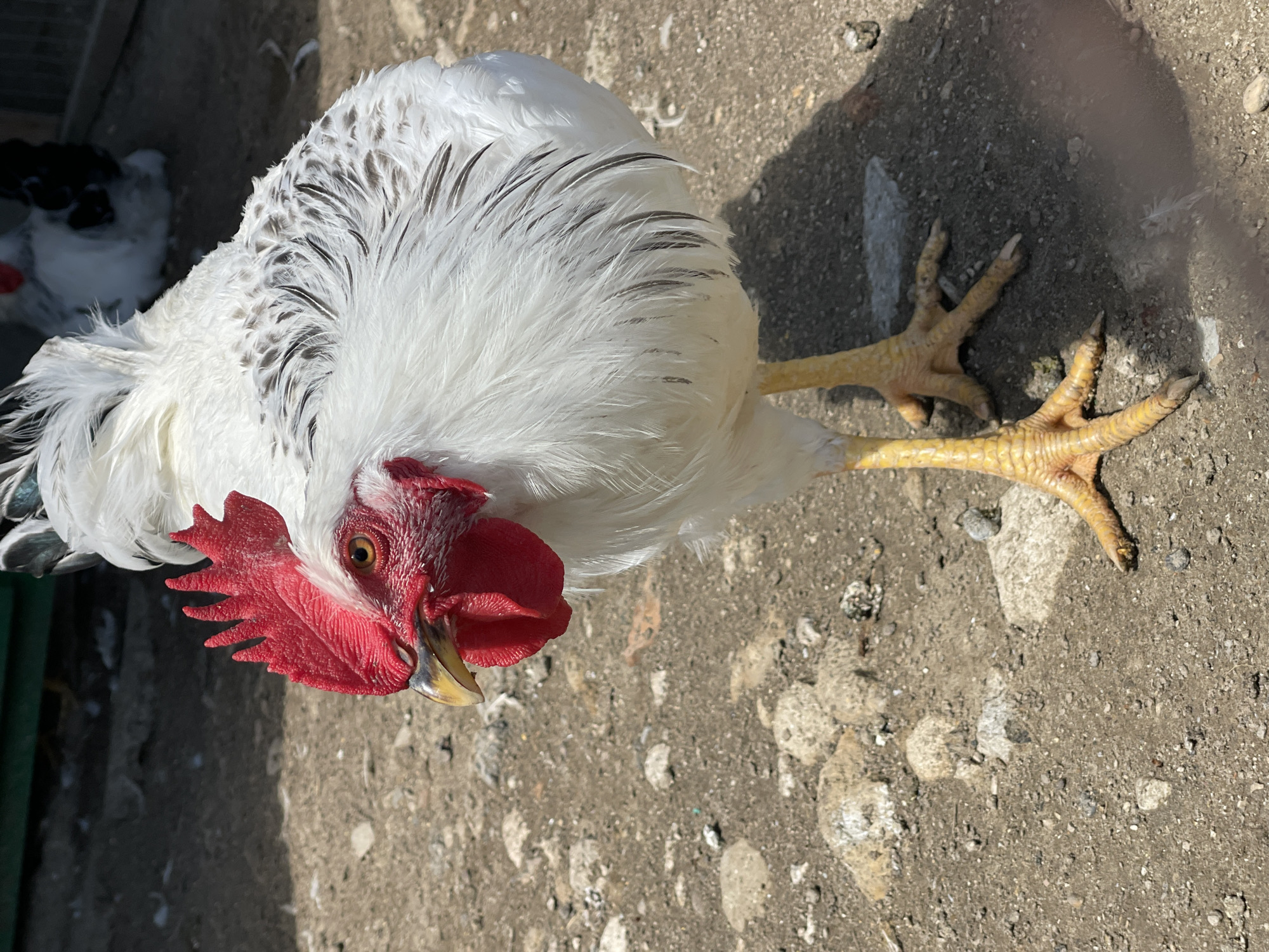 A white rooster with a red comb and wattle stands on a dirt ground. The rooster is in sharp focus, with its yellow legs and claws clearly visible. The background is slightly blurred, showing some rocks and shadows. The overall setting appears to be an outdoor area, possibly a farm or yard, in Basarabeasca, Moldova. Another rooster, partially visible and in black and white, can be seen in the background.