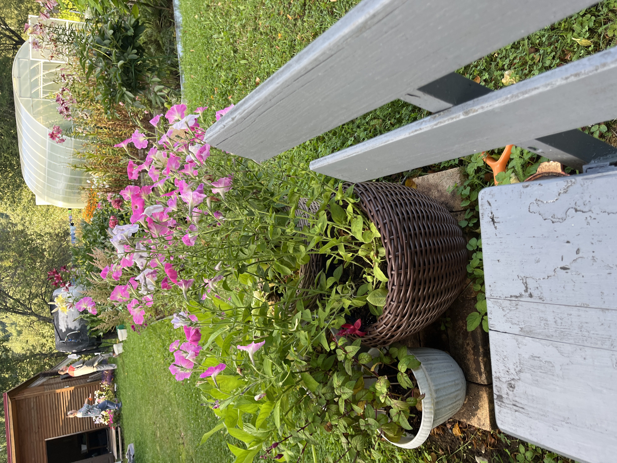 This image depicts a backyard scene in Orlovskii Shliuz, Russia, featuring a variety of plants and garden elements. In the foreground, a weathered grey wooden bench partially obscures a woven brown planter filled with lush green foliage and pink and white petunias. To the left of this planter is a white plastic pot containing smaller green plants. Beyond the immediate garden bed, a greenhouse with a white, translucent arched roof stands in the background, surrounded by more flowering plants and trees. To the far left, a small wooden shed with an open doorway is visible, with two individuals standing near it: one appears to be a woman in a patterned shirt and blue jeans, and the other a man in a red shirt and grey pants. The ground is covered with green grass, interspersed with fallen leaves and small weeds. The overall impression is of a well-maintained, productive garden space.