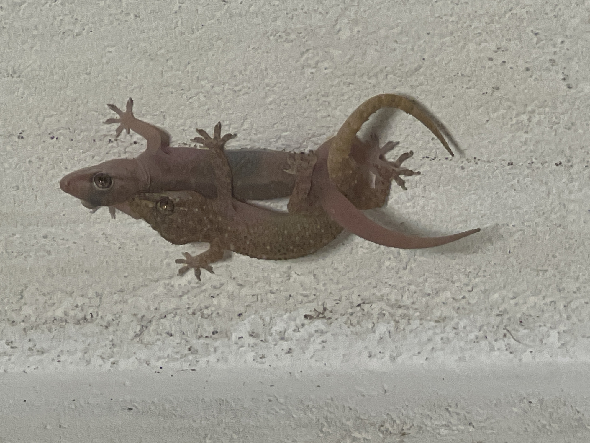 Two geckos are clinging to a textured white wall. The gecko on top is lighter in color, with large eyes and its mouth slightly open. Its front legs are wrapped around the body of the gecko below, which is darker and appears to be holding onto the wall with its feet. The lower gecko's tail curls downwards. The wall is rough and appears to be an exterior surface, possibly in an urban environment.