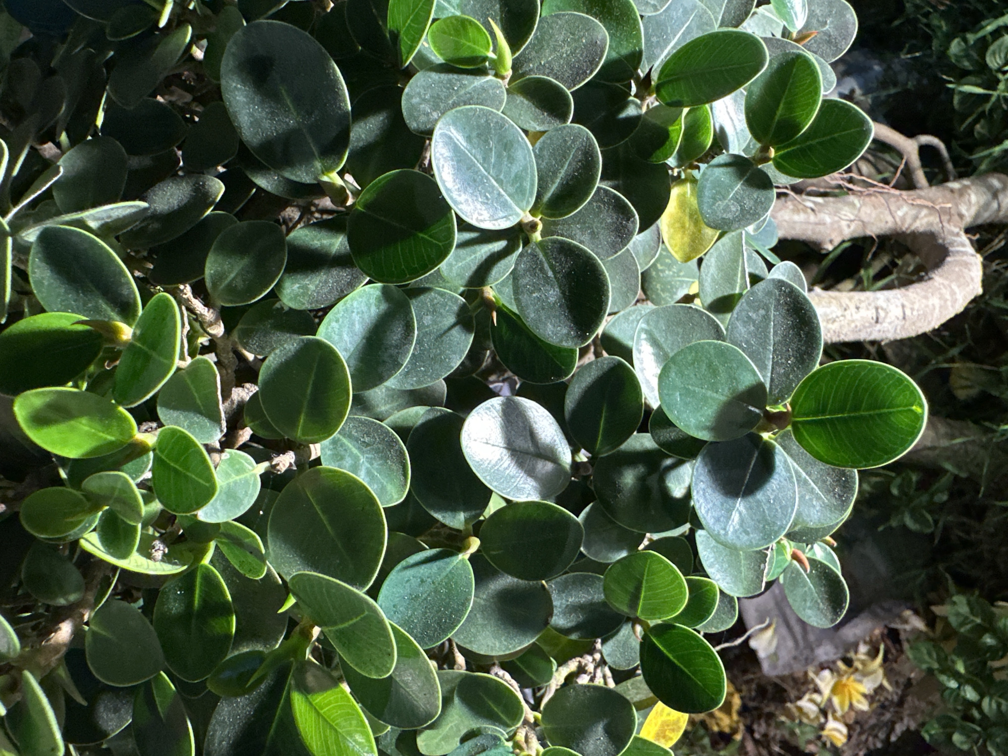 The image is a close-up shot of a Ficus annulata, commonly known as the ring fig or fig tree, with its characteristic oval-shaped, glossy green leaves. The plant is lush and dense, with many leaves overlapping each other. The lighting suggests it might be indoors or in a shaded outdoor area, as there are strong highlights and shadows on the leaves. Some leaves appear a lighter green, indicating new growth or variations in light exposure. The background is blurred, but it appears to be a mix of more foliage and a thick, gnarled branch of the same or a similar plant, suggesting it is a mature specimen. There are some hints of yellowing leaves on the plant itself, and possibly some dried leaves or flowers at the bottom of the frame, but the focus is clearly on the vibrant green foliage. The image is taken from a top-down perspective, looking directly into the dense canopy of the plant. There is no visible text in the image. The setting is likely a garden or interior space in Kuta Selatan, Indonesia, given the context.