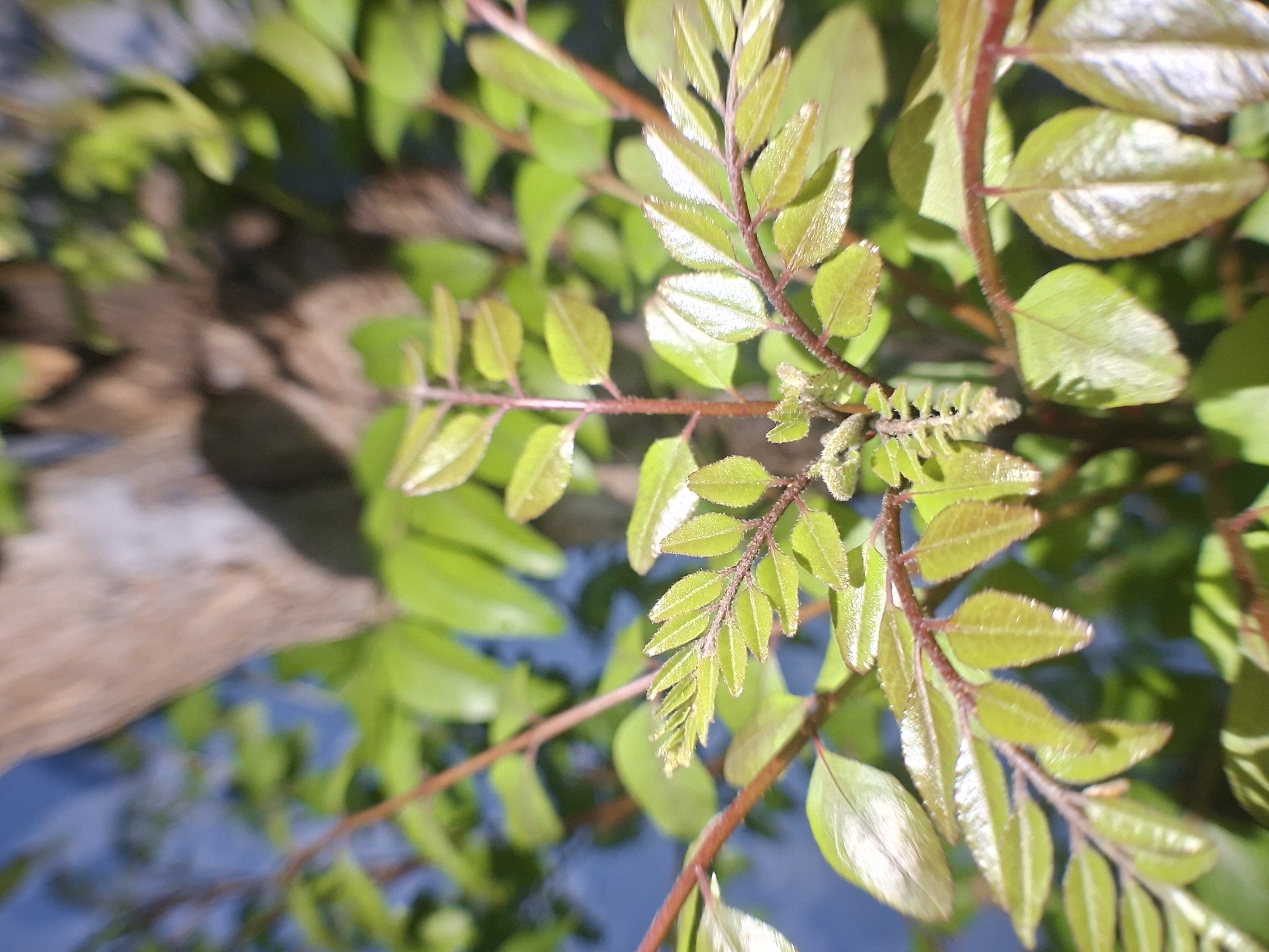 The image shows a close-up of green curry leaves, a branch, and a tree trunk. The foreground features several branches with small, shiny green leaves. The stems are reddish-brown and hairy. In the background, there is a blurred tree trunk and sky. The location is Lhokseumawe, Indonesia.