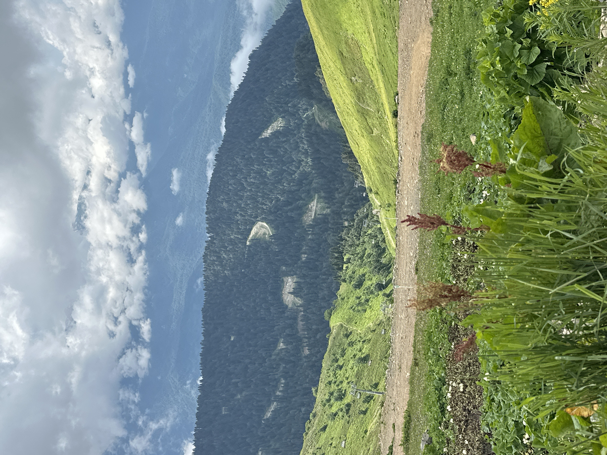 The image depicts a mountainous landscape in Estosadok, Russia, characterized by lush green slopes and dense forests. In the foreground, tall grasses and various wild plants are visible, with some dry, reddish-brown seed heads standing out. A dirt path or road cuts through the middle ground, separating the foreground flora from the steeper, grassy hills beyond. In the mid-ground and background, rolling mountains are covered with dense evergreen forests. There are visible ski lifts and trails on the slopes, suggesting this is a ski resort area, likely active during a warmer season. The sky above is partly cloudy, with large, dramatic clouds casting shadows and adding depth to the scene. The overall impression is of a serene, natural environment with evidence of human recreational activity.