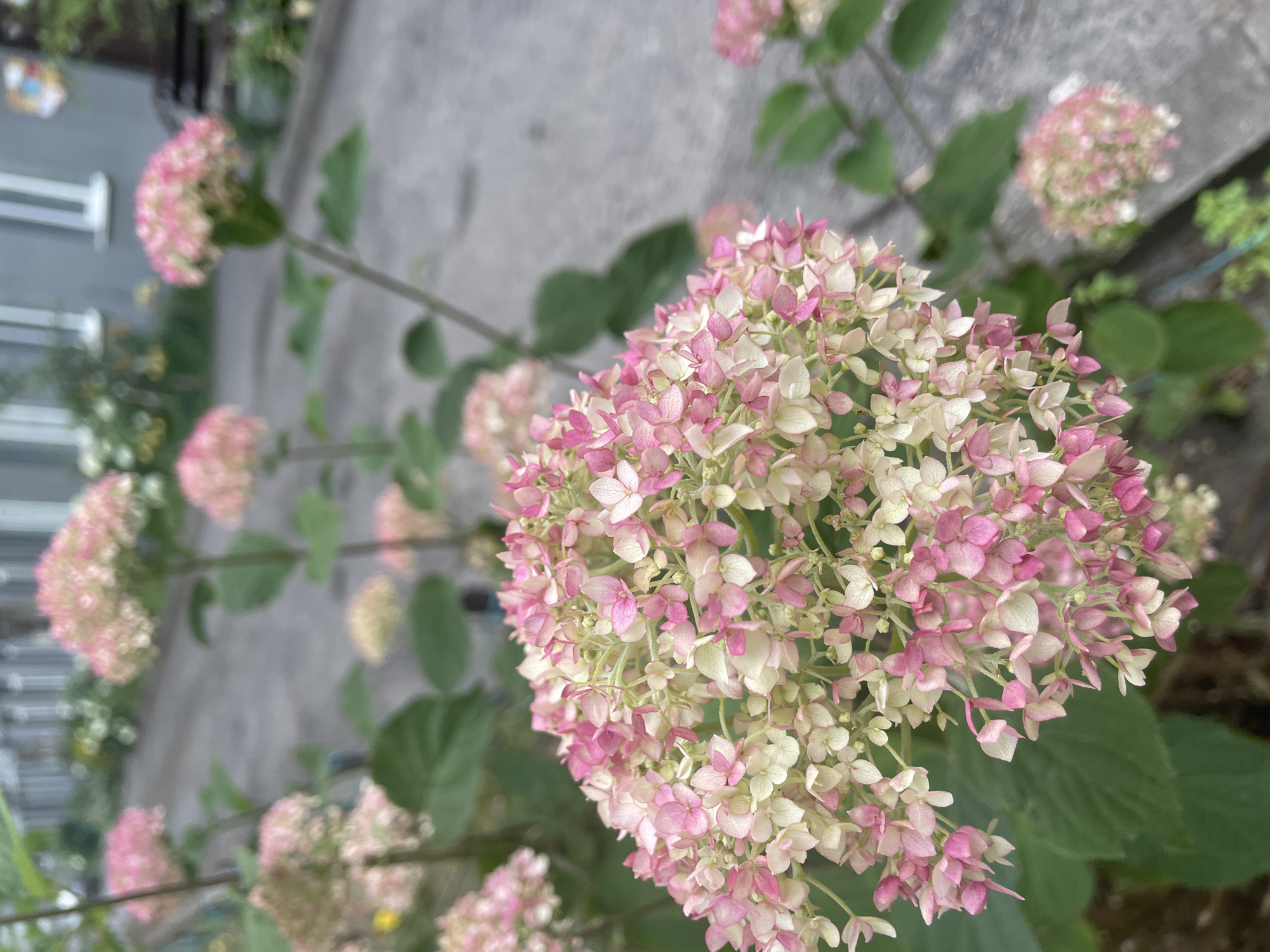 The image shows a cluster of pink and white hydrangea flowers in the foreground, with their delicate petals creating a soft, textured mass. The flowers are in focus, with a shallow depth of field blurring the background. In the background, a paved pathway runs between two buildings. The buildings appear to be residential or administrative structures, with light-colored facades and windows. The pathway is likely a sidewalk or walkway within a park or residential area. The overall setting suggests an outdoor urban environment in Brest, Belarus. There are no people or animals visible in the image. The lighting is soft and diffused, indicating an overcast day or the shade of surrounding trees. The image captures a moment of natural beauty within an urban landscape.