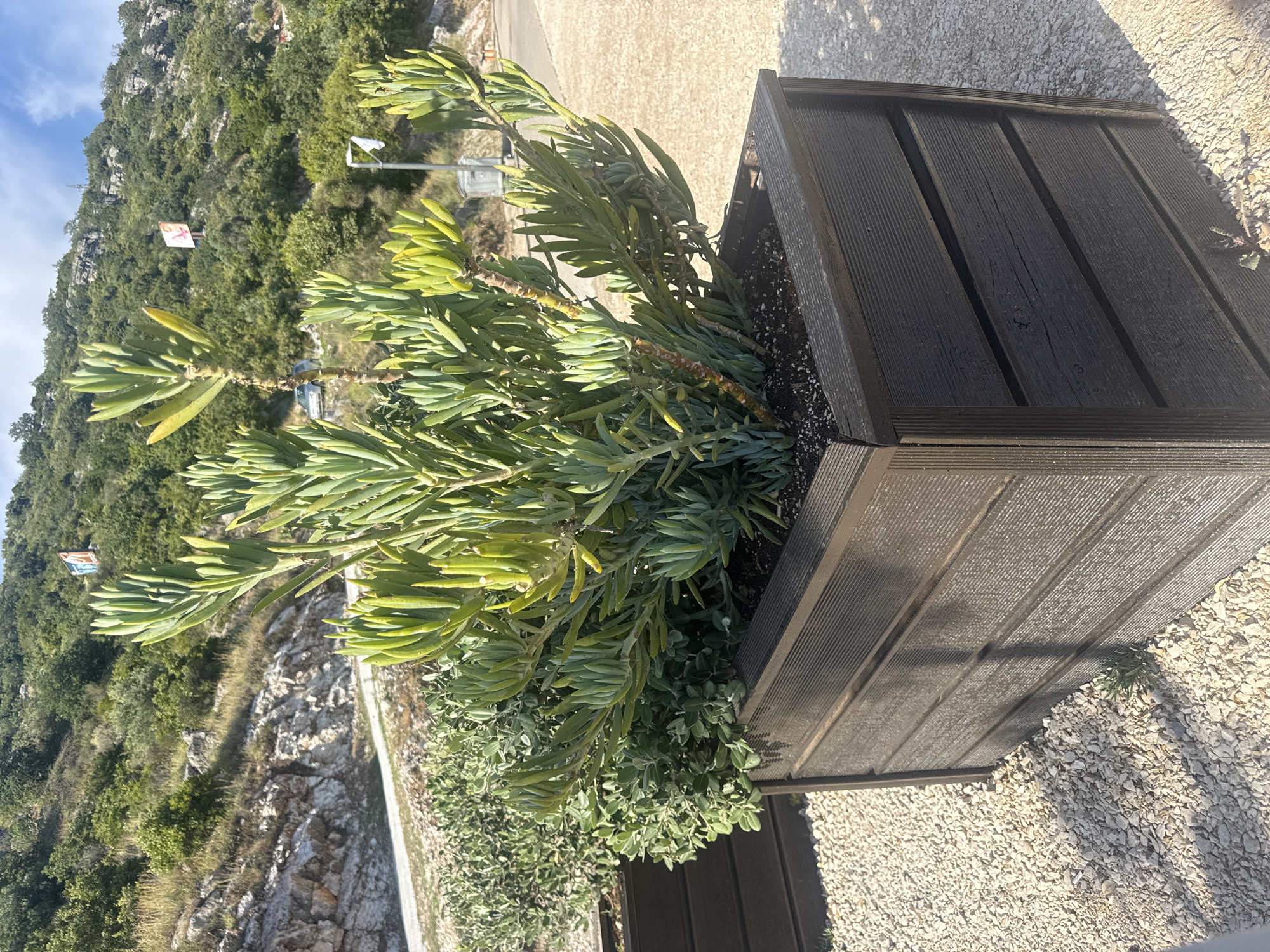 The image shows a close-up of a large, dark planter box filled with lush green plants. The planter is made of dark wood or composite material and has a ribbed texture on its surface. The plants are a mix of taller, succulent-like plants with long, fleshy leaves and smaller, bushier greenery at the base. The planter is situated on a gravel surface.
In the background, a steep, rocky hillside covered in dense green vegetation rises up. A road is visible winding its way up the hillside, and a sign with an advertisement can be seen in the distance. The sky is partly cloudy, suggesting it is daytime. The scene appears to be outdoors, possibly in a Mediterranean or coastal environment, given the vegetation and rocky terrain. There is no activity or people visible in the image. The overall impression is one of natural beauty enhanced by landscaping elements.