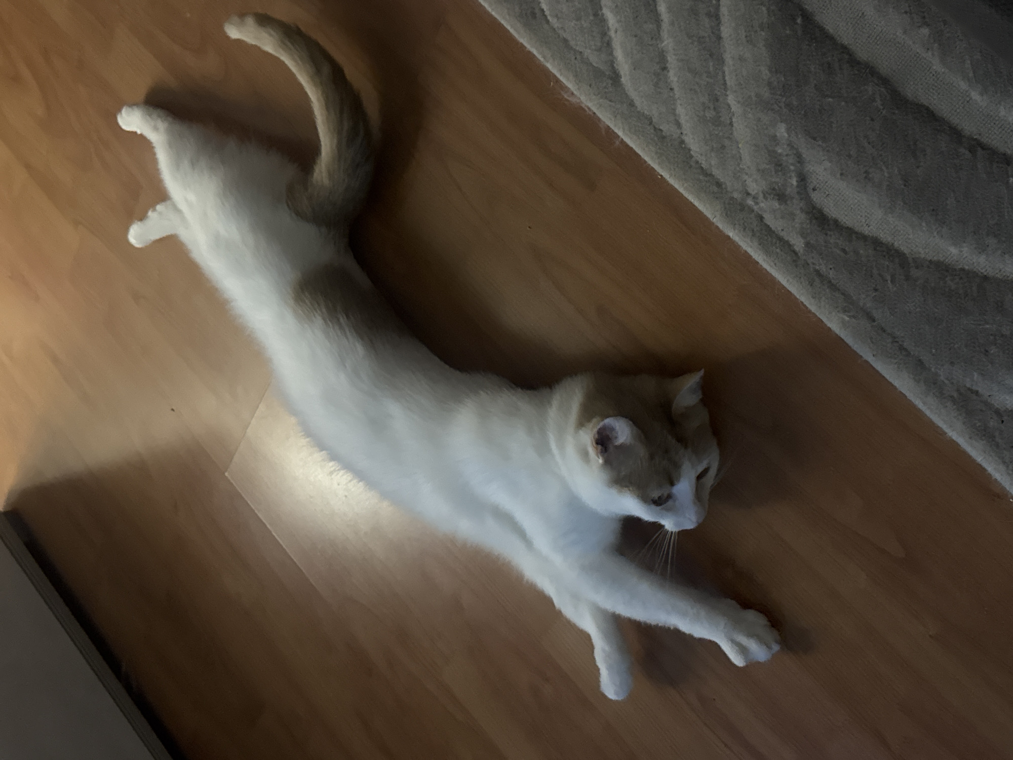 A white and ginger cat is sprawled out on a wooden floor. The cat is lying on its stomach with its legs extended. Its head is turned to the side, and its eyes are closed. The cat's tail is curled up behind its back. The floor is made of light brown wood planks. To the right of the cat, there is a gray rug. To the left of the cat, there is a dark gray object, possibly furniture. The lighting in the room is dim.