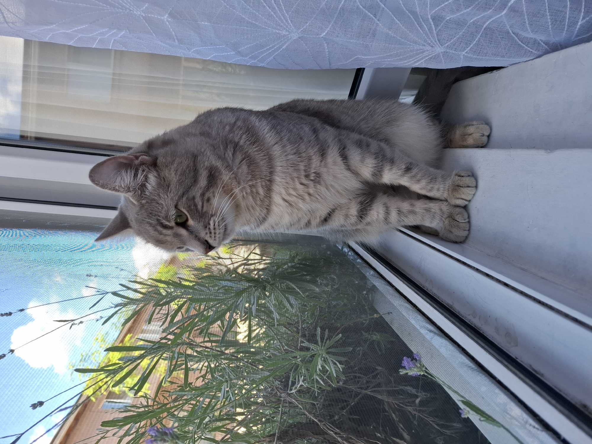 An adult tabby cat with grey and black stripes sits on a white windowsill, looking out through a window with a screen. Outside, green plants with small purple flowers are visible, along with a brick building and a blue sky with white clouds. A sheer white curtain is on the right side of the frame, partially obscuring the window. The scene appears to be indoors, in a residential setting, potentially in Zemun Urban Municipality, Serbia, given the architectural style visible outside.