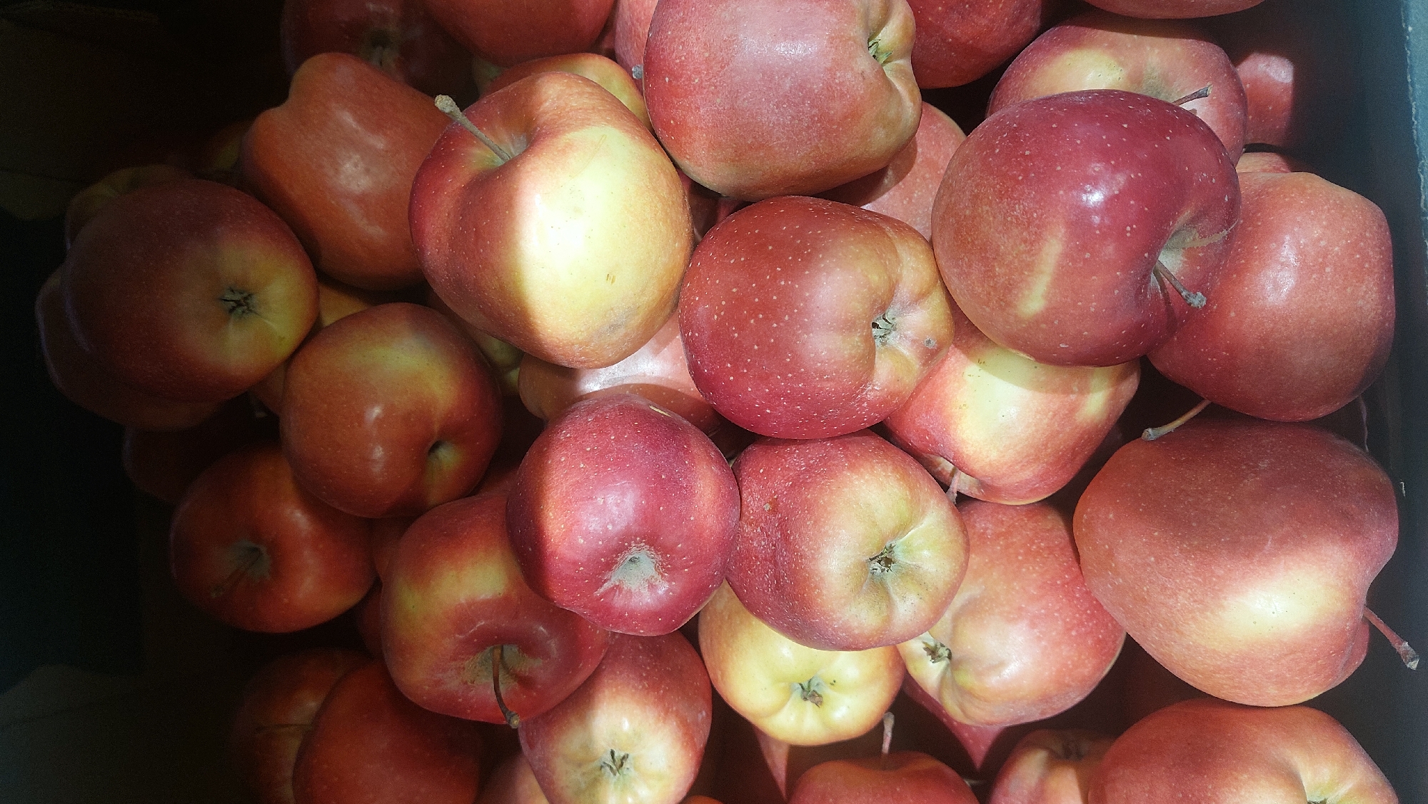 The image depicts a pile of red and yellow apples. The apples vary in color from a deep red to a pale yellow. They are piled on top of one another. The location is not discernible from the image. There are no people present in the image.