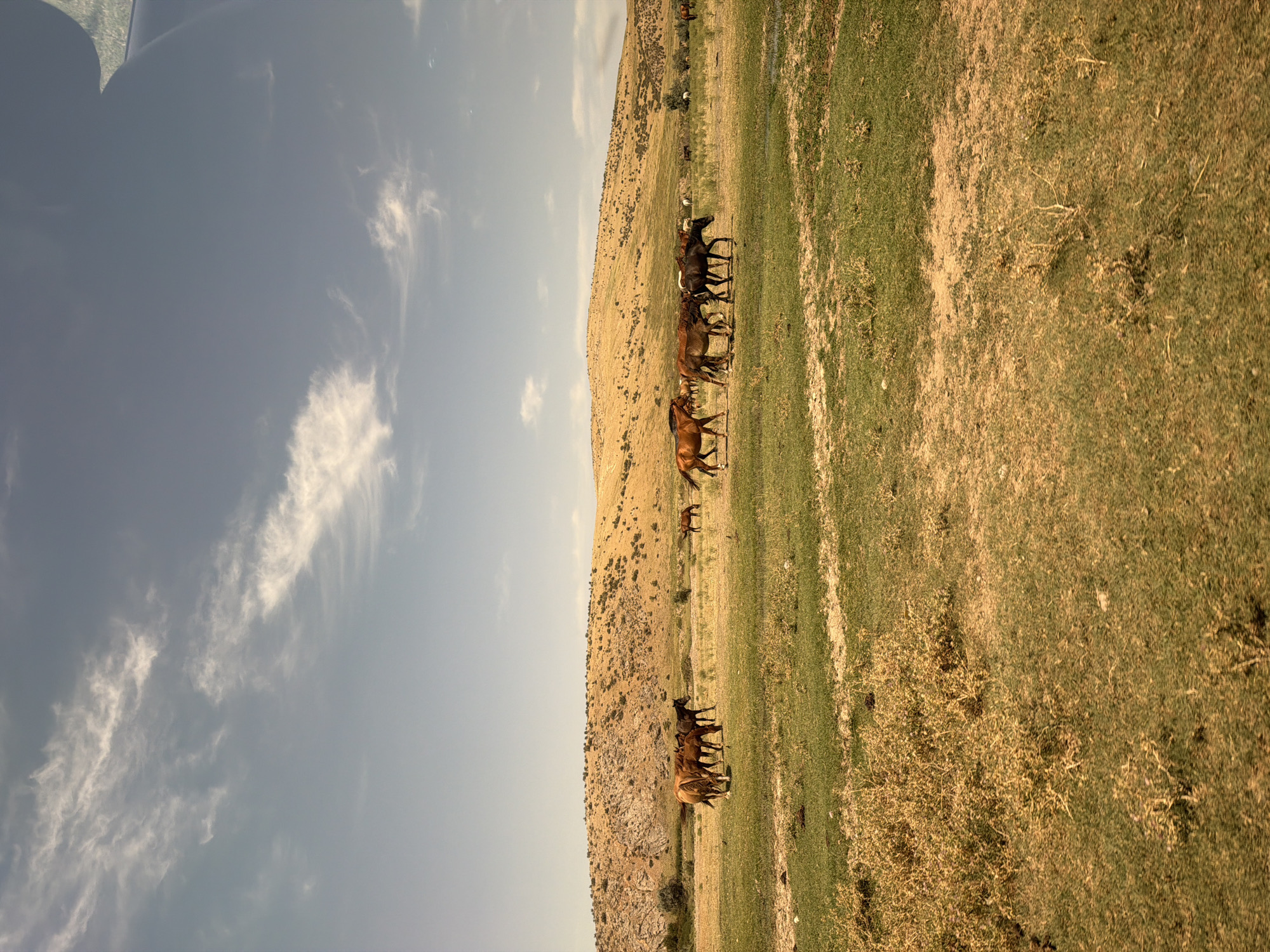 A herd of horses grazes in a dry, grassy field with a dusty, orange-brown hillside in the background under a hazy, pale blue sky with scattered wispy clouds. Several horses are gathered together in the mid-ground, appearing to be brown or dark bay in color. Some are standing still, while others are grazing. Further in the distance, more horses are scattered across the landscape. The foreground is covered in dry, yellowed grass and patches of green grass. The scene appears to be an open, rural area.