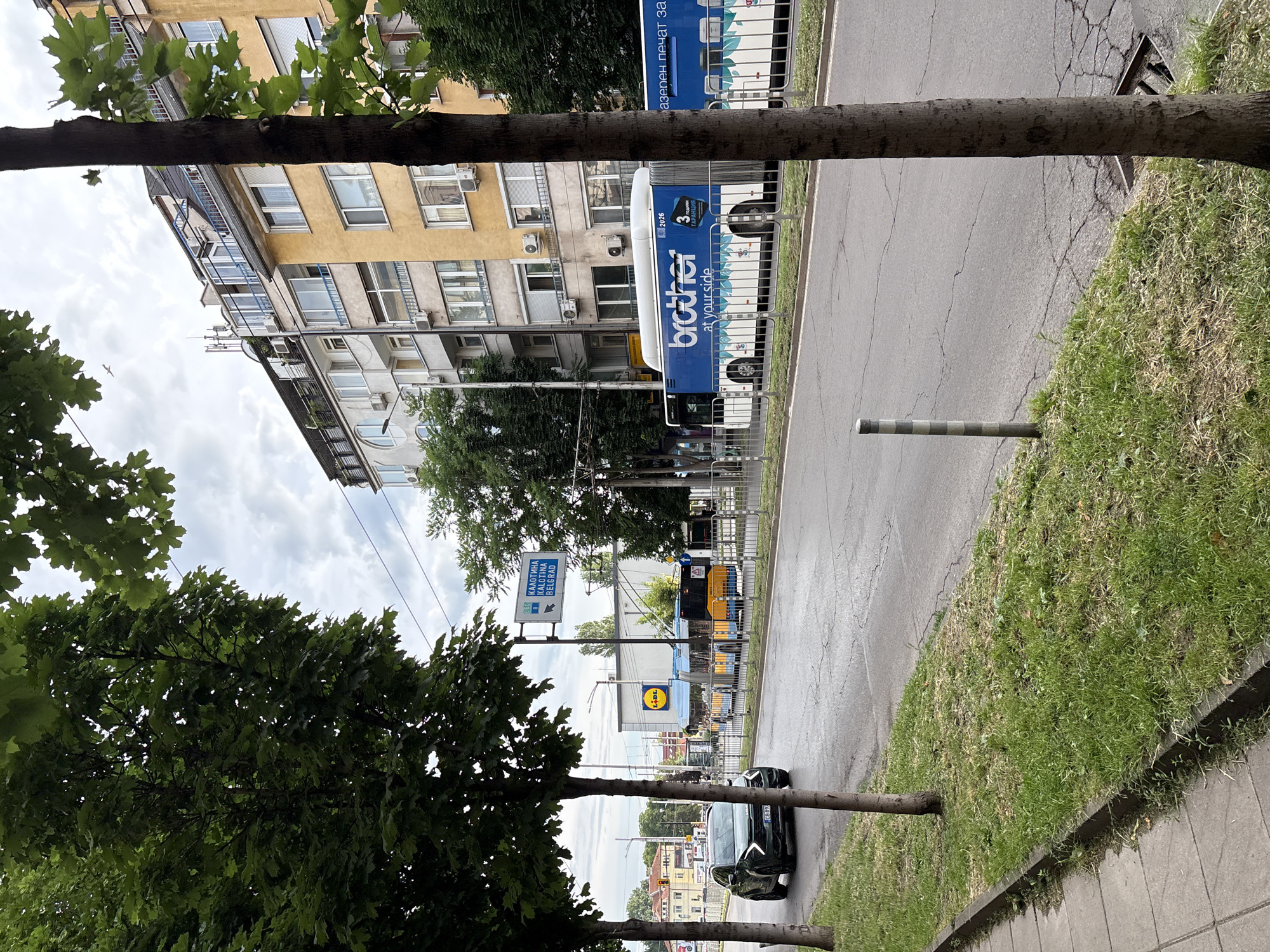 This image depicts a street scene in Sofia, Bulgaria, likely on a cloudy day. On the right side of the frame, a tall, mature tree trunk is prominent, with some of its branches and leaves visible at the top and right edges. In the background, several multi-story residential buildings line the street. The buildings are a mix of colors, including yellow and light gray, with visible windows, balconies, and air conditioning units.
The street itself is paved and appears to be a main thoroughfare. Traffic includes a dark green SUV parked on the left side, and two large articulated buses moving in the right lane. The bus in the foreground is blue and white, displaying the "brother at your side" logo and the year "2026". The bus behind it is also blue and yellow and appears to be a trolleybus, indicated by overhead wires visible in the upper part of the image.
On the left side of the street, a sidewalk runs alongside a grassy area with several trees. A pedestrian crossing sign with directional arrows is mounted on a pole, pointing towards "KALOTINA" and "BELGRAD". A sign for "LIDL" is visible further down the street, indicating a commercial presence. The overall environment suggests an urban setting with active city life.