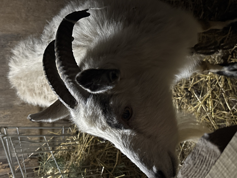 A domestic goat stands on a bed of hay inside an enclosure in Koshelevichi, Russia. The goat is predominantly white with gray shading around its face, ears, and back. It possesses two dark, corrugated horns curving backward and outward, and a short white beard beneath its chin. Its right eye is visible, appearing dark. The goat's body is partially visible, showcasing white fur and what appear to be dark hooves. In the background to the left, a metal cage structure filled with hay is visible. The scene is illuminated by an overhead light source, casting shadows and highlighting the goat's fur, suggesting an indoor or low-light setting. No people are present.