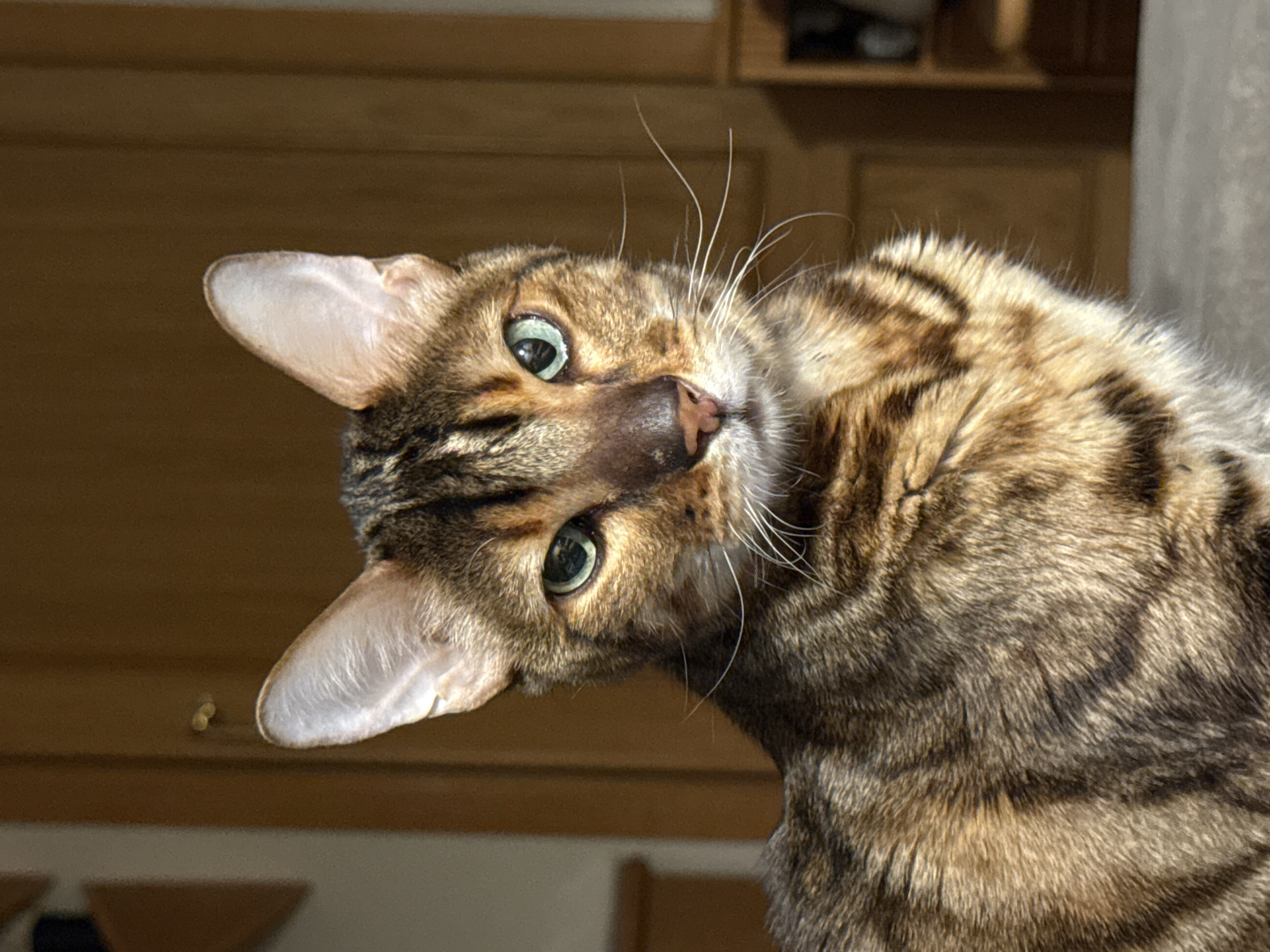 The image is a close-up portrait of a Bengal cat. The cat has distinctive spotted markings on its fur, with a mix of brown, black, and golden hues. Its eyes are a striking green, and its ears are pointed and alert. The background consists of a warm, brown wooden surface, possibly a door or wall paneling, with soft lighting that casts subtle shadows. The environment appears to be indoors, with natural light illuminating the cat's face. The specific location within L'Alfàs del Pi, Spain, cannot be determined from the visual information present in the image.