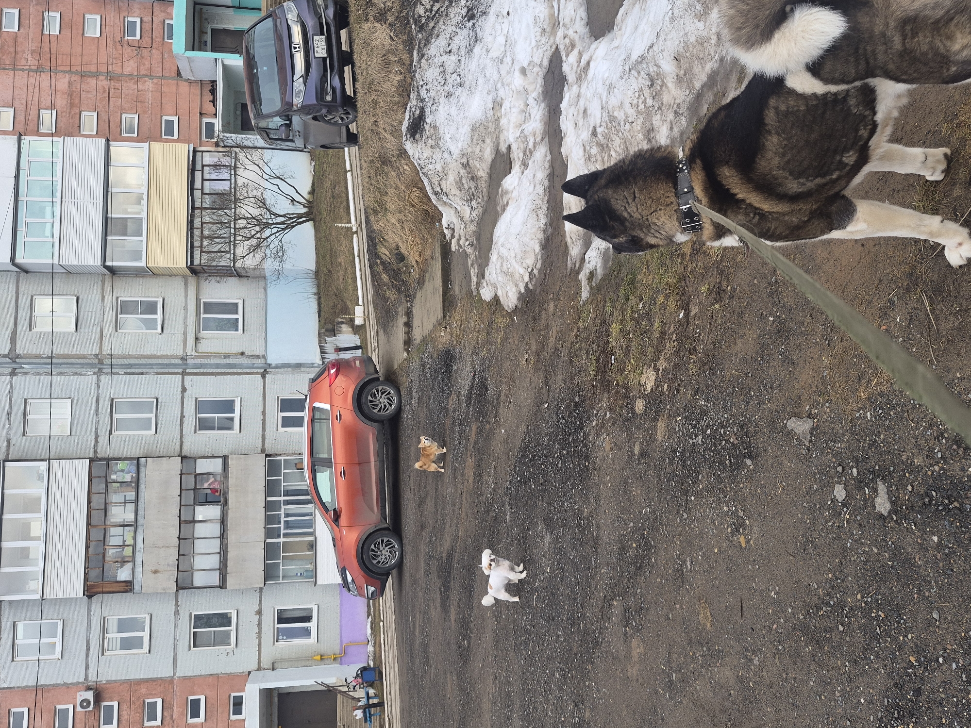 A residential scene in Unknown, Unknown, featuring a large, mixed-breed dog on a leash in the foreground. The dog, with dark brown and white fur, is facing left. An orange car is parked near a light brown dog and a white dog in the middle ground. A multi-story apartment building is in the background, along with two parked cars. Patches of snow are visible on the ground next to a grassy area. The ground is gravelly.
