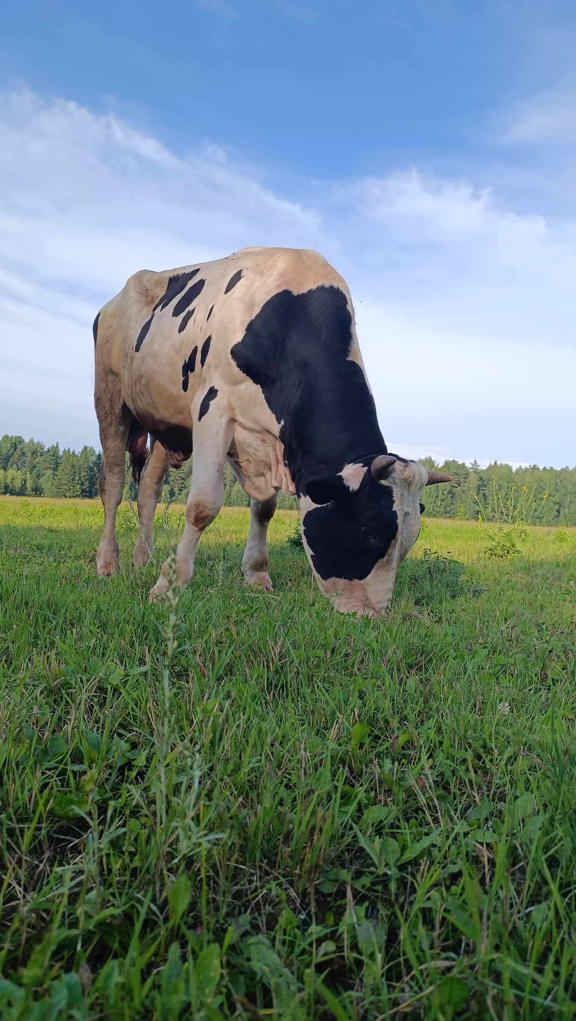 A black and white cow grazes in a lush green field under a bright blue sky with scattered white clouds. The cow is facing down, its head lowered to the grass, suggesting it is actively eating. Its fur is predominantly white with large, irregular black patches across its back and sides. The scene appears to be set in a rural location, possibly Karsha, Russia, indicated by the dense green treeline in the background and the open, grassy landscape. The lighting suggests it is daytime, likely late afternoon or early evening, given the warm tone of the light and the soft shadows. The overall mood is peaceful and serene, evoking a sense of calm pastoral life. No text is visible in the image.