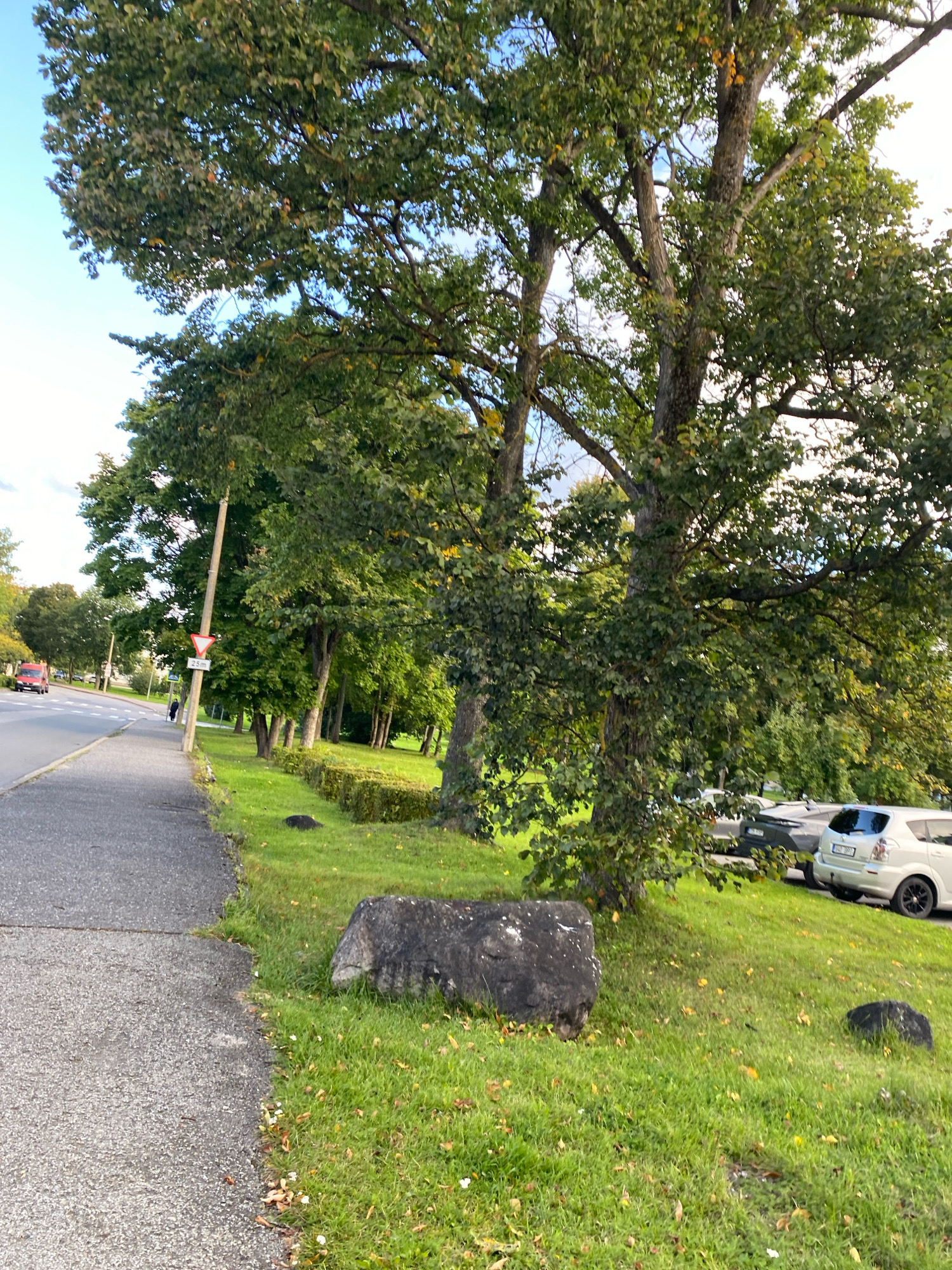 The image depicts a roadside scene in Kohtla-Järve linn, Estonia, on a partly cloudy day. The foreground shows a paved sidewalk bordering a grassy area. Several large, dark rocks are scattered on the grass. A neatly trimmed hedge runs along the edge of the grassy area, separating it from the road.
Beyond the hedge, a paved road is visible, with a white vehicle and a red van driving away from the camera. A pedestrian is walking on the sidewalk near a traffic sign. A light pole with a yield sign and a distance marker of "25m" is also present.
Dominating the right side of the image are the trunks and canopy of large deciduous trees, with green foliage and some scattered yellowing leaves, suggesting it might be early autumn. The trees are situated on a grassy incline. In the background, several parked cars are visible, including a white sedan and a dark SUV. The overall environment appears to be a suburban or park-like setting adjacent to a road.