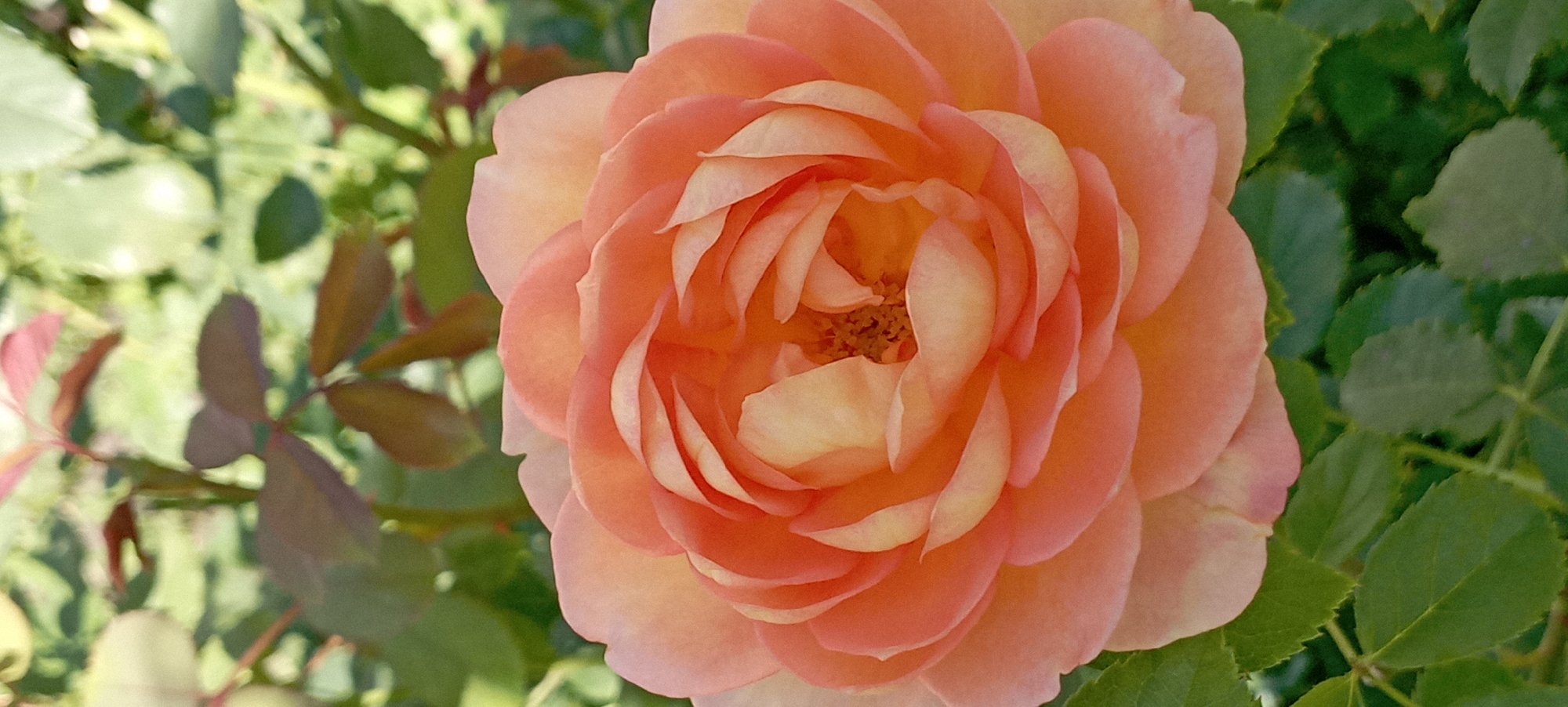 The image shows a close-up, vertical shot of a pale orange rose in full bloom. The petals are layered and slightly ruffled, with lighter peach and yellow hues near the center. The background is softly blurred, showing green leaves and some reddish-brown foliage, suggesting an outdoor garden setting. There are no people or specific landmarks visible to indicate a location within Radisne, Ukraine. The focus is entirely on the delicate texture and color of the rose.