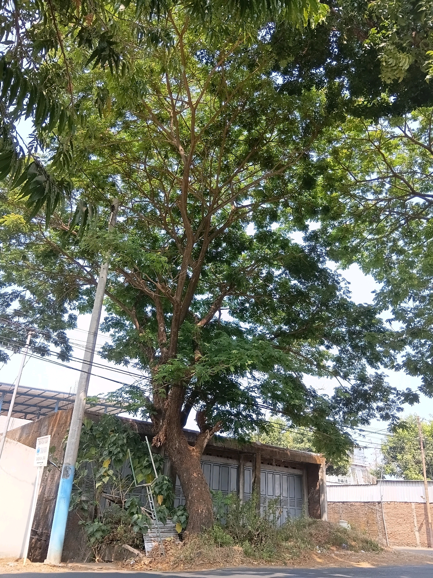 The image depicts a street view in Cikal, Indonesia, dominated by a large, mature tree with dense green foliage. The tree trunk is thick and textured, with branches spreading outwards, partially obscuring the sky. In the background, there is a low-rise building with a gray, corrugated metal roof and a facade featuring multiple sliding doors or garage doors. To the left of the tree, a concrete utility pole with electrical wires running overhead is visible, along with some overgrown vegetation and a metal ladder leaning against the building. A white sign with blue text is attached to a pole near the building. The ground in the foreground is a paved road, and the scene appears to be set during daytime with ample natural light.
