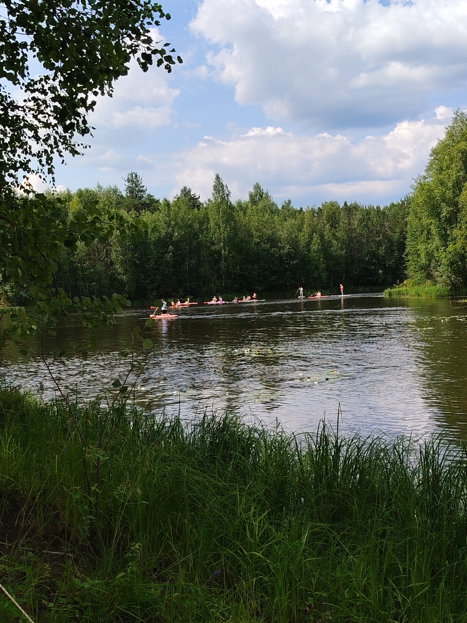 A group of people are paddleboarding on a calm body of water, likely a river or lake, surrounded by dense green trees. The sky above is partly cloudy with a mix of blue sky and white cumulus clouds. In the foreground, tall green grass grows along the water's edge, with some foliage from a tree branches hanging over from the left side of the frame. The water reflects the sky and the surrounding trees, creating a serene and natural landscape. The paddleboarders are spread out across the water, some closer to the shore and others further out. The scene appears to be a recreational outing in a natural setting.