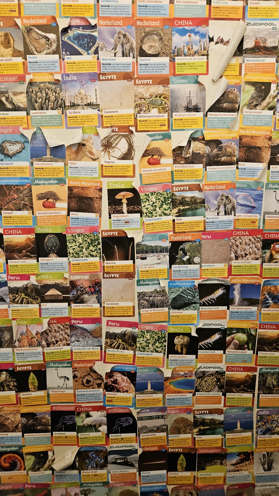 The image is a close-up, overhead view of a wall covered with numerous collectible cards. The cards are arranged in a somewhat chaotic, overlapping fashion, with some appearing to be peeling or torn. Each card features a small image and text, likely related to geography, animals, or landmarks. The overall impression is of a densely populated display of diverse informational cards, possibly part of a collection or an educational exhibit. There are no people visible in the image. The setting is indoors, with a neutral, vertical background that appears to be a wall. The lighting is even and appears to be natural or soft artificial light. There is no discernible connection to the city of Breda, Netherlands, as the image shows no identifying landmarks or contextual clues specific to that location. The content of the cards is varied, featuring images of places like India, Egypt, China, and animals like mammoths and flamingos, as well as concepts like "Survival" and "Windmill".