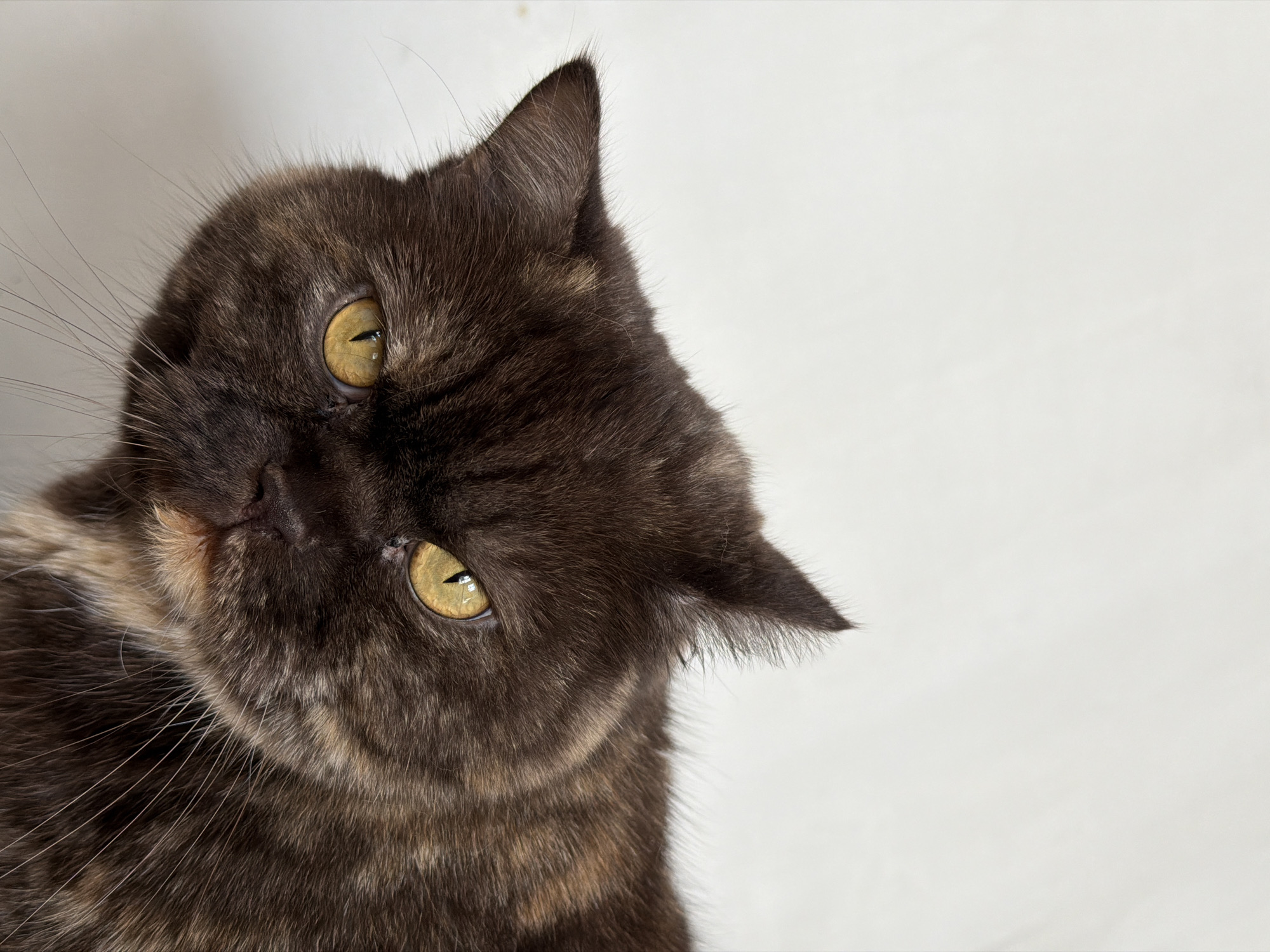 A close-up, high-angle portrait captures the head of a domestic cat, located in Chaikovsky, Russia. The cat’s head is sharply tilted to the left, conveying a sense of curiosity and attentiveness as it gazes directly forward. It has a dark brown-black tortoiseshell coat with subtle lighter, warm-toned patches, indicating a calico or tortoiseshell pattern. The fur appears short and dense. The cat's most striking features are its large, round, intensely yellow-amber eyes, which have narrow, vertical pupils. A dark, slightly flattened nose is visible, along with numerous long, fine whiskers extending from its muzzle. The background is a plain, light, off-white surface, creating a minimalist setting that emphasizes the cat's face. The lighting is soft and even, characteristic of an indoor environment. There are no other subjects, objects, or visible text in the image. The overall impression is one of a charming and inquisitive feline.