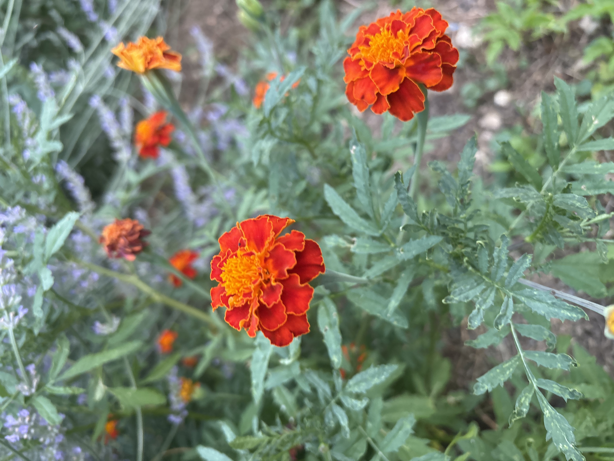 The image shows a close-up view of two marigolds in a garden setting. The marigolds are vibrant orange and red, with ruffled petals. They are surrounded by green foliage, some of which appears to be lavender, indicated by the small purple flowers in the background. The scene is lit by natural light, suggesting it was taken outdoors during the daytime. The overall impression is one of a well-maintained garden in Dolenje Grčevje, Slovenia.
