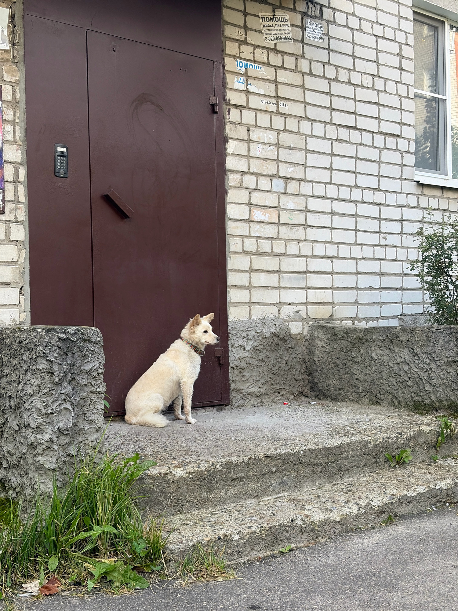 A medium-sized, light-colored dog with a collar sits on concrete steps outside a building in Bogorodsk, Russia. The dog is facing to the right of the frame, with its head turned slightly. Behind the dog is a large, dark brown metal door with an electronic keypad entry system mounted on its left side. To the right of the door, the building is constructed of white brick. A window is visible high on the brick wall. The steps are worn and cracked, with some vegetation growing around them. The ground in front of the steps appears to be asphalt. The overall impression is one of an ordinary urban scene.