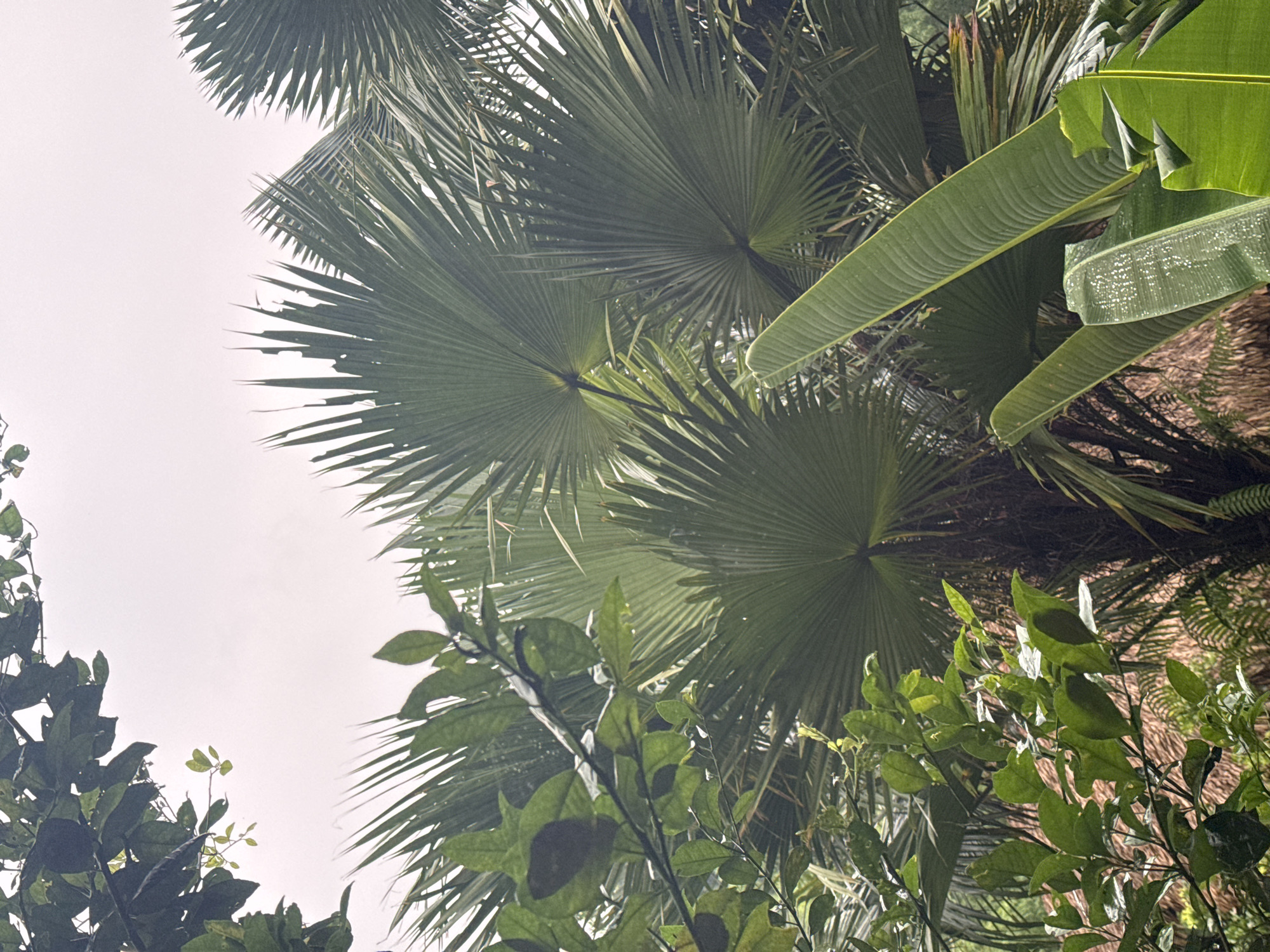 This is a vertical, medium-close shot of lush green foliage with a muted, overcast sky in the background. In the foreground and mid-ground, the image is dominated by several large, fan-shaped palm fronds, some of which appear wet, with small water droplets visible on their surfaces. To the left, a cluster of smaller, darker green leaves on branches partially obscures the palm fronds. The leaves on the left are glossy and appear to be from a different type of plant, possibly a fruit-bearing tree. The background shows more of the same tropical vegetation, with a hint of thatch-roofed structures possibly indicating a rural or resort setting. The overall impression is one of a damp, verdant environment, likely after rain. The image is taken from a low angle looking up into the canopy. There are no people or animals visible in the frame. This scene could be found in Pù Luông Commune, Vietnam, given its tropical climate and common vegetation.