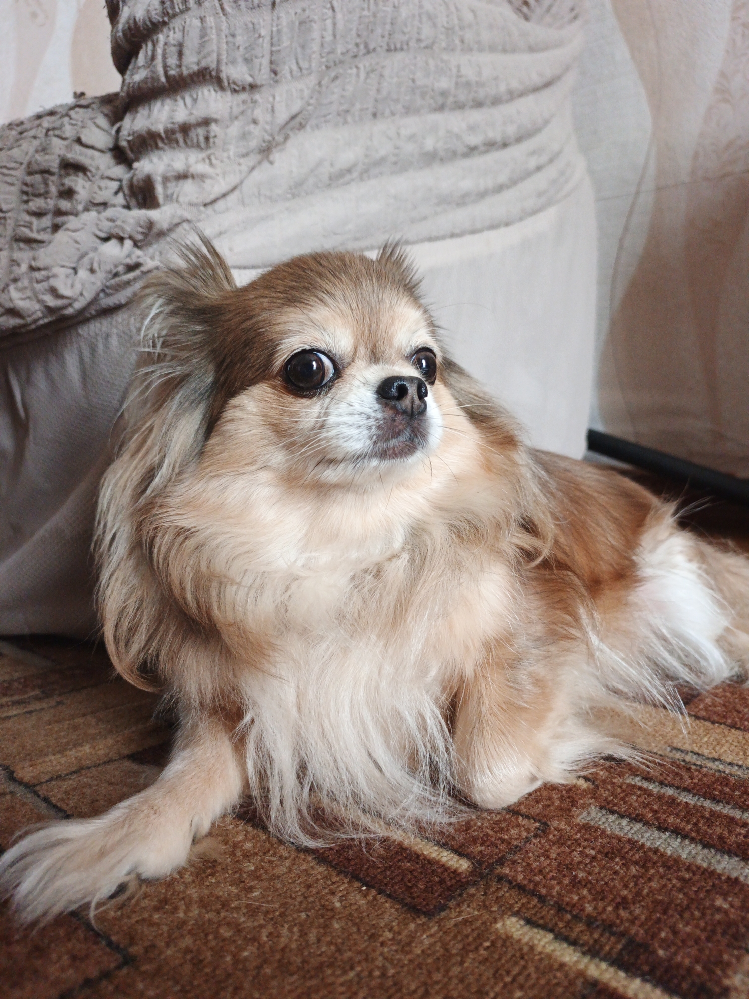 A long-haired, light brown and white chihuahua lies on a patterned brown rug. The dog is facing right, with its head turned slightly towards the camera. Its eyes are dark and round, and its ears are perked up. A plush, light-colored cushion is visible behind the dog. The lighting is soft and diffused. The image is an indoor shot. The scene is located in the city of Medvedyovka, Russia.