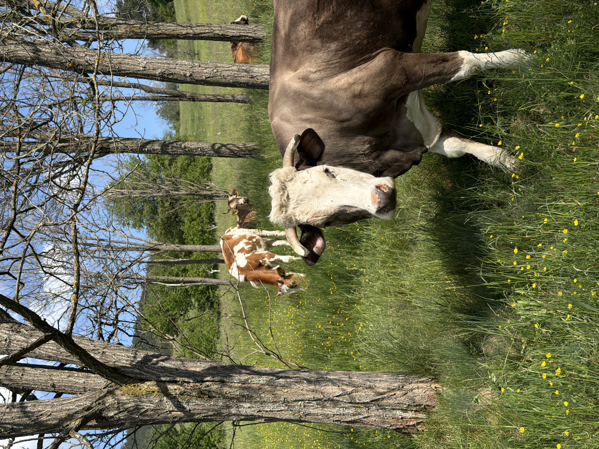 The image depicts a grassy field with several cows in Otilovići, Montenegro. In the foreground, there's a large cow lying down, predominantly brown and white, resting in the grass. The grass is lush and green, interspersed with small yellow flowers. A brown and white calf stands nearby, seemingly grazing. Behind the cows, there are slender trees with sparse branches, some still bare, against a partly cloudy blue sky. Another cow is visible in the background, further afield. The overall scene suggests a rural or pastoral setting.