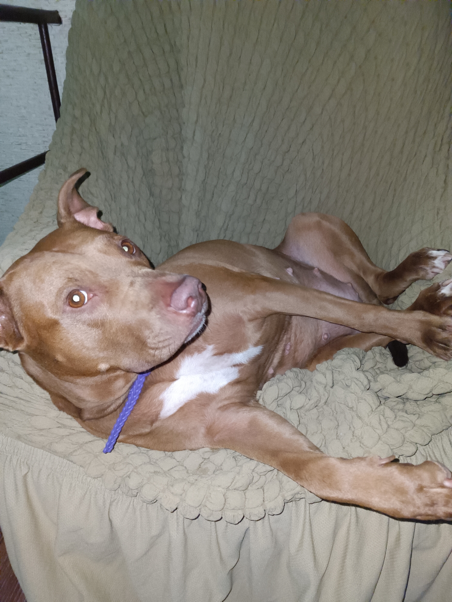 A tan pit bull dog lies on its back on a textured, light brown blanket, propped on what appears to be a chair. The dog's head is turned to the left, with its ears slightly perked. Its eyes are wide open and looking towards the viewer. A bright purple collar is visible around the dog's neck. The dog's body is relaxed, with its legs splayed out. A patch of white fur is visible on the dog's chest. The background consists of a textured, light brown fabric, possibly the same blanket the dog is lying on, and a dark wooden structure on the upper left. The scene is indoors.