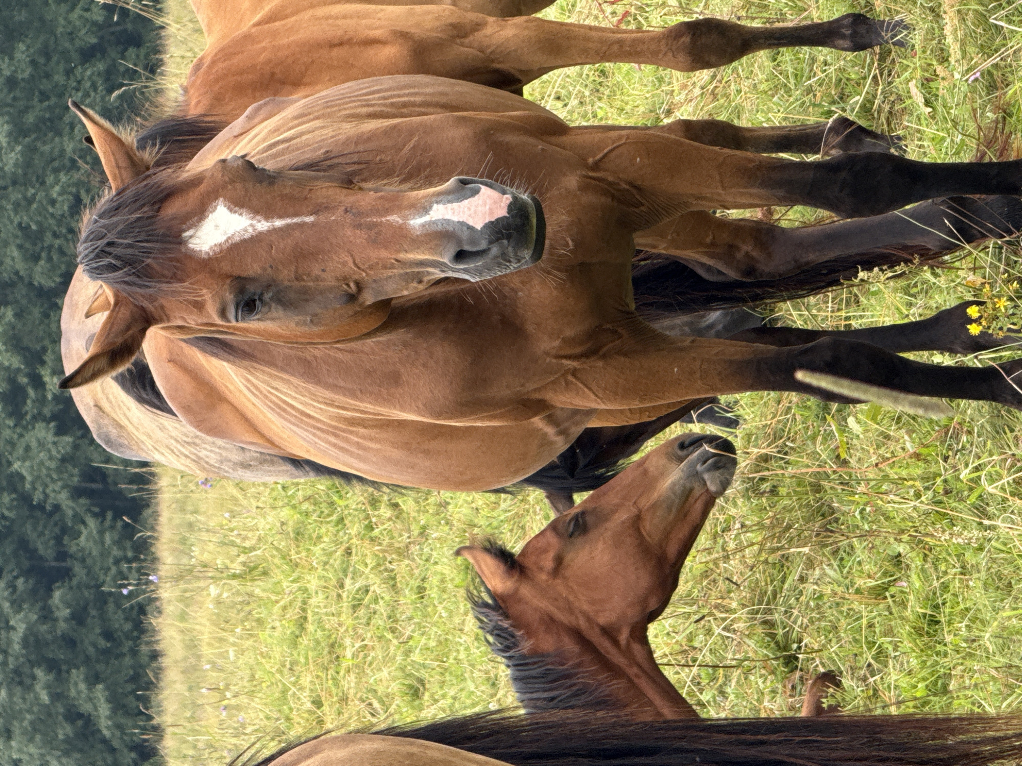 In Galinė, Lithuania, a herd of brown horses grazes in a grassy field bordered by a dense forest. The focal point is a large brown horse with a white diamond marking on its forehead, facing the camera. To its left, a younger horse, also brown, lowers its head towards the ground, its muzzle slightly visible. Several other horses are partially visible in the background, their bodies forming a dynamic composition within the pastoral setting. The overall scene captures a moment of natural activity among the equine subjects in their rural environment.