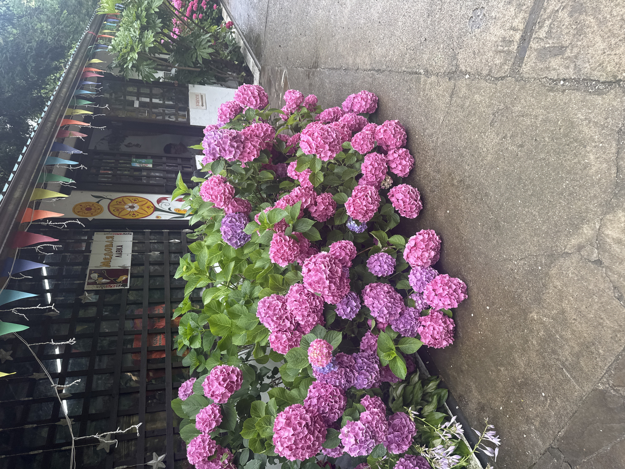 A hedge of pink and purple hydrangeas is in the foreground, with some lighter purple flowers at the base. The hydrangeas are in front of a building with a dark wooden lattice facade. String lights and colorful triangular flags hang from the building's overhang. A sign with Cyrillic text, which appears to read "MEДОВАЯ ЛАВКА" (Honey Shop), is visible on the facade. To the right of the building, more hydrangeas and greenery are present. A concrete path is in front of the hydrangeas, and it appears wet, suggesting recent rain. The environment appears to be a street or pathway in Semenovka, Russia, likely a commercial area due to the building and signage.