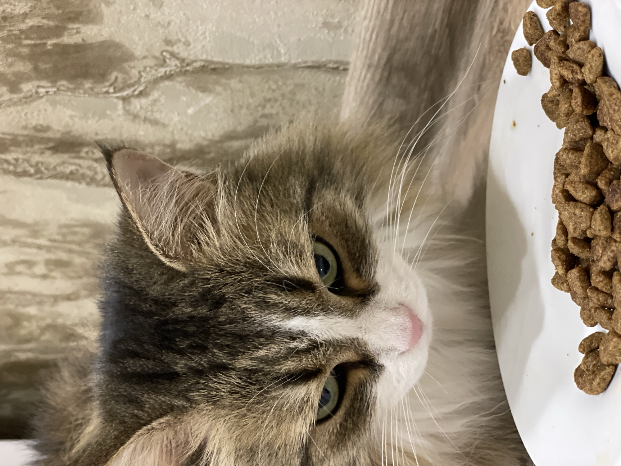 A close-up, vertical, eye-level shot shows a medium-haired cat with tabby markings and white fur looking down at a white plate filled with dry cat food. The cat's green eyes are partially narrowed, and its pink nose is visible. The background consists of a textured, light-colored wall and a wooden surface. The image was taken indoors in Izhevsk, Russia, in a domestic setting.