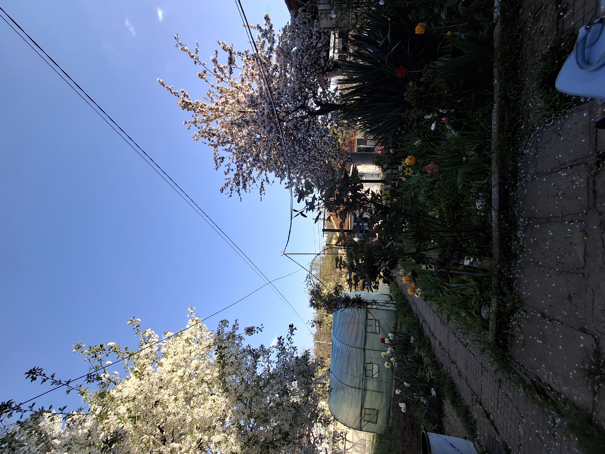 This media file presents a vibrant springtime garden scene in Buhovo, Bulgaria, captured on a bright, sunny day with a clear blue sky. The image is oriented with the sky at the top, though the original upload is rotated.
In the foreground to the left, a large, deciduous tree is covered in a profusion of white blossoms, signifying full bloom. Its branches extend upwards towards the clear blue sky, which shows only a few wispy clouds. Two dark power lines stretch horizontally across the upper part of the frame, passing between the branches of the trees.
The right side of the image features a well-maintained garden path, paved with rectangular grey stones, stretching into the distance. The path is notably sprinkled with numerous white petals, suggesting that the flowering trees are shedding their blossoms. Bordering the path are lush garden beds brimming with various plants and flowers. Brightly colored tulips in shades of red, yellow, and white are visible, alongside white daffodils or narcissus, and other smaller blossoms. Dark green, spiky foliage, possibly Yucca plants, adds a striking contrast to the softer flowers.
Further into the garden, a transparent, tunnel-style greenhouse made of plastic sheeting with visible window panels is clearly seen. Beyond the greenhouse, another tree with lighter, possibly pinkish, blossoms is in full bloom. The upper parts of residential buildings with terracotta-colored roofs are partially visible in the background, peeking through the dense foliage.
The scene exudes a tranquil atmosphere of natural beauty and active gardening. The abundant blossoms and flowers strongly indicate the spring season. The time of day is bright, with strong sunlight suggesting mid-morning or early afternoon. No people are visible in the frame. There is no visible text in the image. In the very bottom right corner, a blue bucket or container is partially visible.