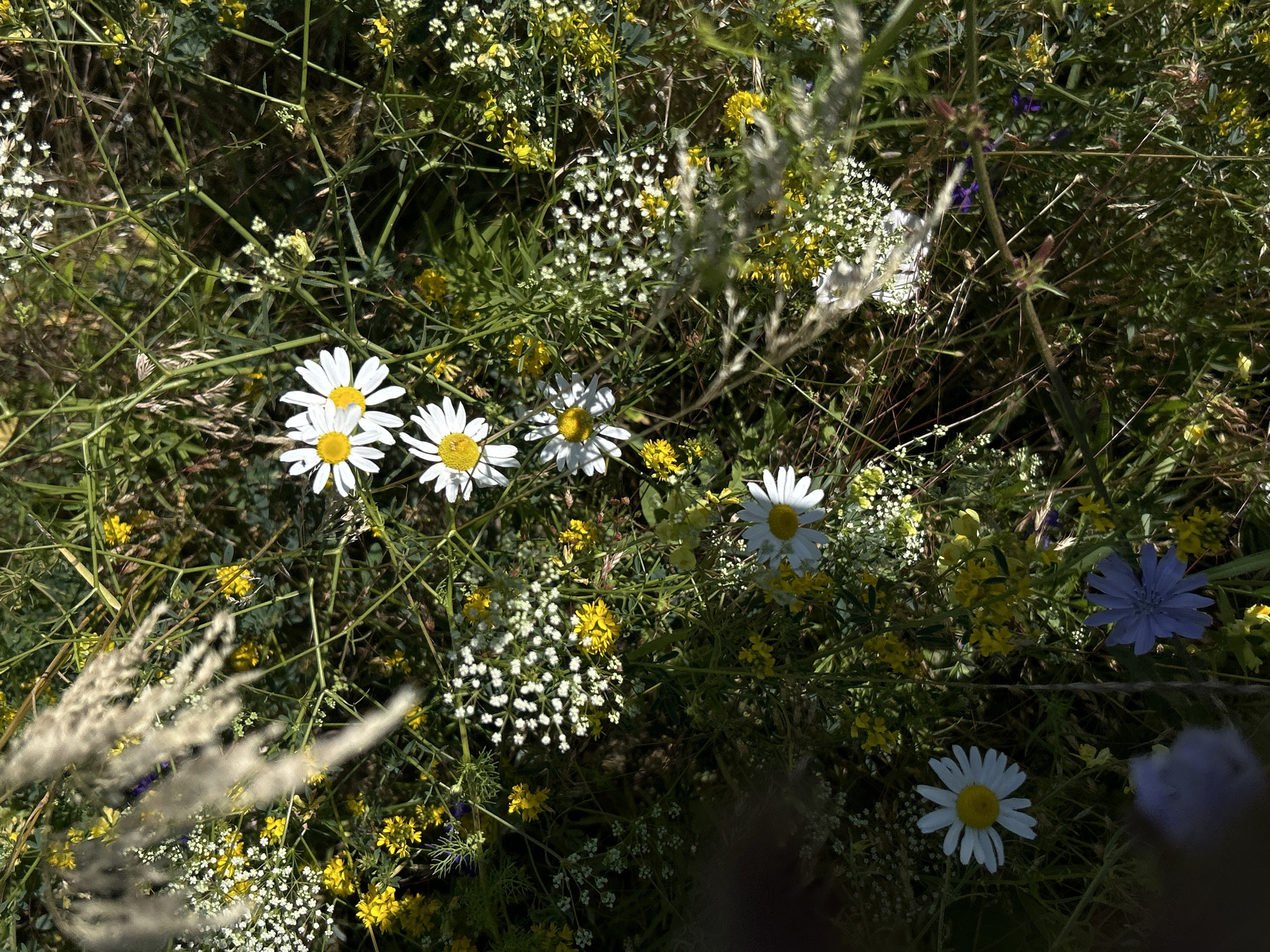 An overhead, eye-level shot captures a wild meadow blooming with a variety of flowers. The scene is dominated by lush green foliage and a dense collection of small white and yellow wildflowers. Several daisies with white petals and yellow centers are prominently featured, some in focus and others slightly blurred. A single blue chicory flower is visible towards the bottom right, contrasting with the predominantly white and yellow hues. The overall impression is one of natural abundance and summer vibrancy. The image does not depict any people or actions, and no specific location in Krasnyi Yar, Russia, can be identified from the visual information alone.