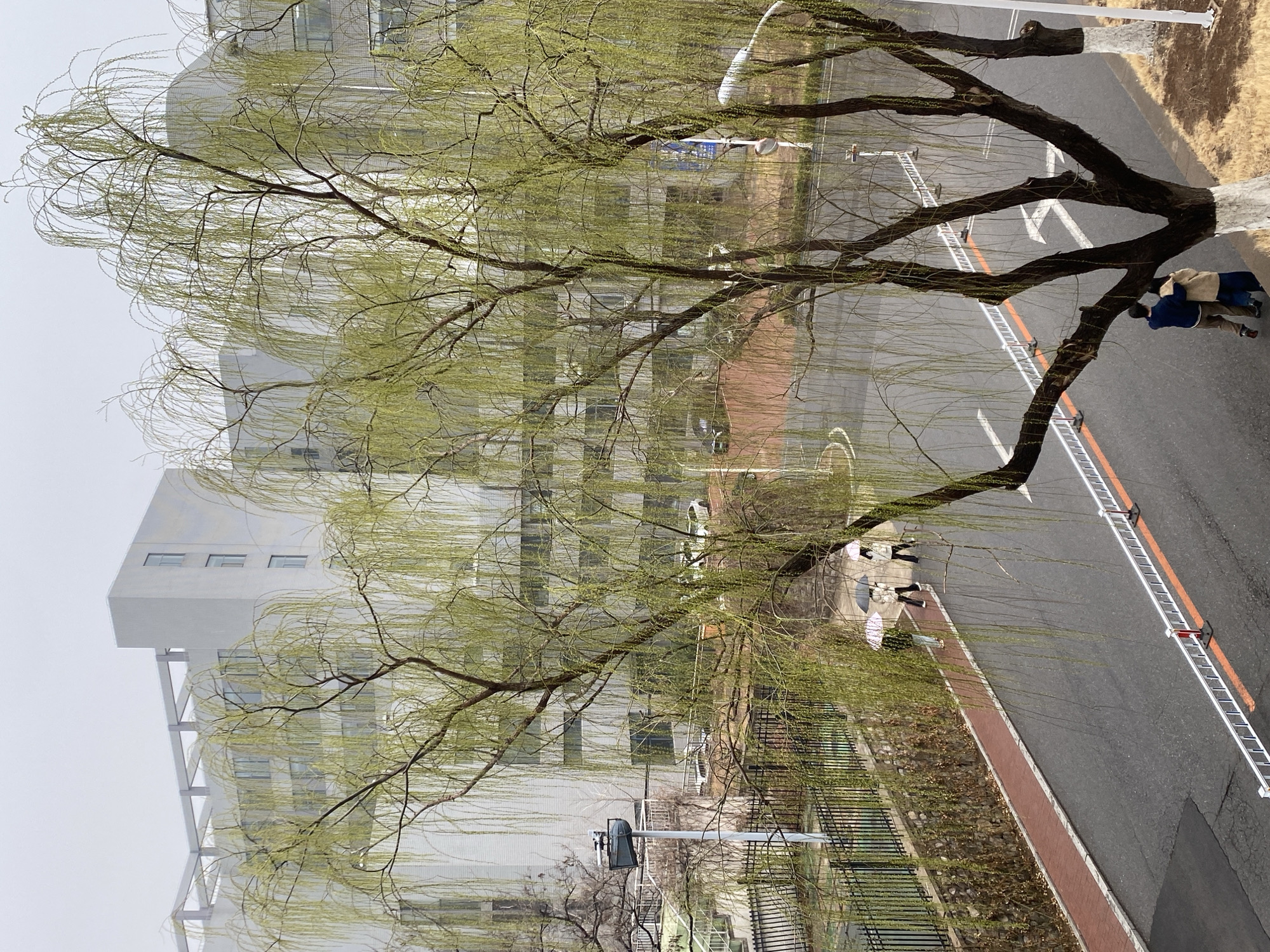 The scene is a street view in Zhongtun, China. Dominating the view is a large tree with new green foliage hanging down, obscuring some of the buildings in the background. A grey building with multiple windows rises up on the left side of the image. The road runs along the right side of the image with an orange stripe painted along the edge. A silver ladder is extending across the road. There are a few people in the image, one group of two people is walking along the roadside, and another group of three people is also walking along the same side of the road further down. A black metal fence is along the edge of the road. It appears to be a hazy day, with low visibility.