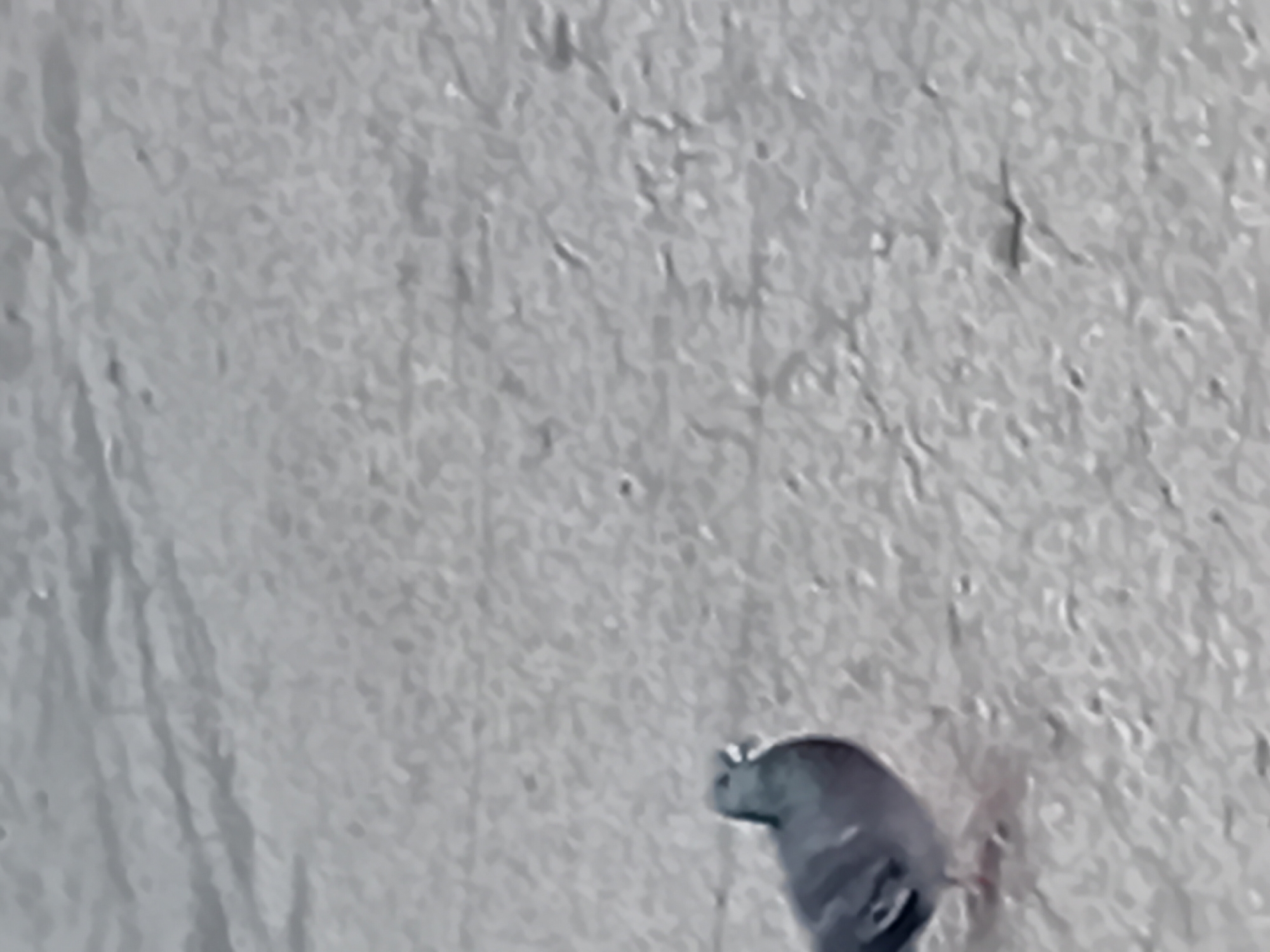 A pigeon is walking on a pavement. The pigeon is dark gray with iridescent neck feathers. It has red feet. The pigeon is facing left and has its beak open. The pigeon is standing on a rough, grey surface, possibly asphalt or concrete. The background is also the same grey surface, with some faint diagonal lines that could be tire marks or cracks. The image is taken from a low angle. The location is not identifiable in the image itself, and no specific details about Semey, Kazakhstan can be inferred.