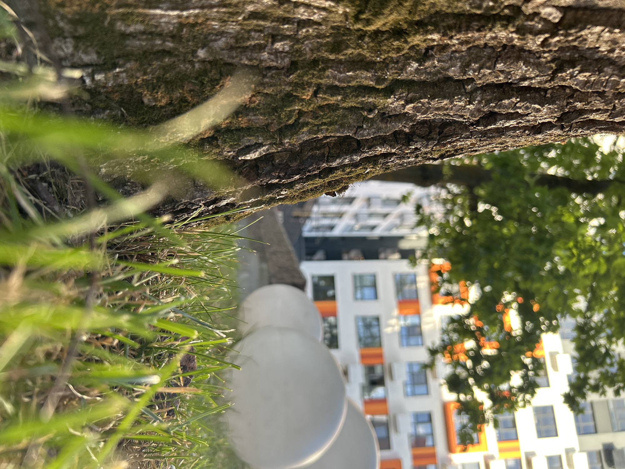 The image shows a close-up of tree bark with moss, with green grass in the foreground. In the background, a modern apartment building with white and orange accents is visible through the leaves of a tree. The building has multiple stories and many windows. The scene appears to be outdoors during the daytime, with sunlight filtering through the leaves, creating a bokeh effect. The perspective is unusual, as the image is oriented sideways, with the ground appearing on the right side of the frame and the sky on the left. There are no people visible in the image. The overall impression is one of an urban environment with natural elements, possibly a park or residential area with trees.