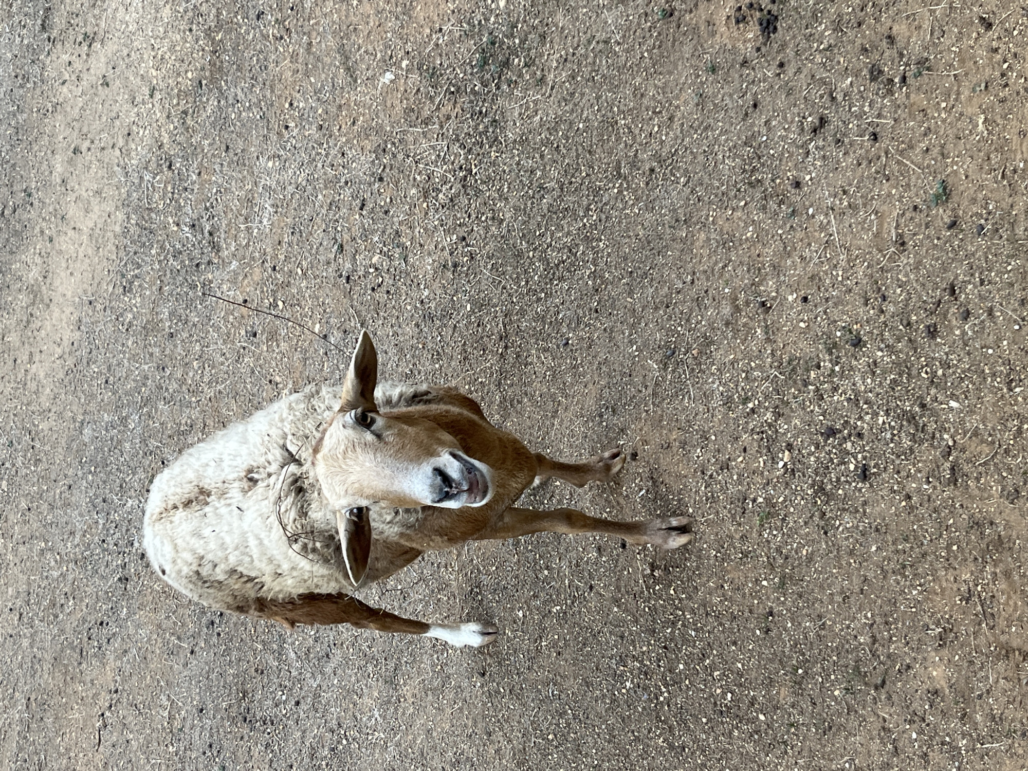 A sheep stands on a dirt ground, looking up at the camera. The ground is covered in small pebbles and dry grass. The sheep is light brown and white, with short horns. The location is Tinaquillo, Venezuela.