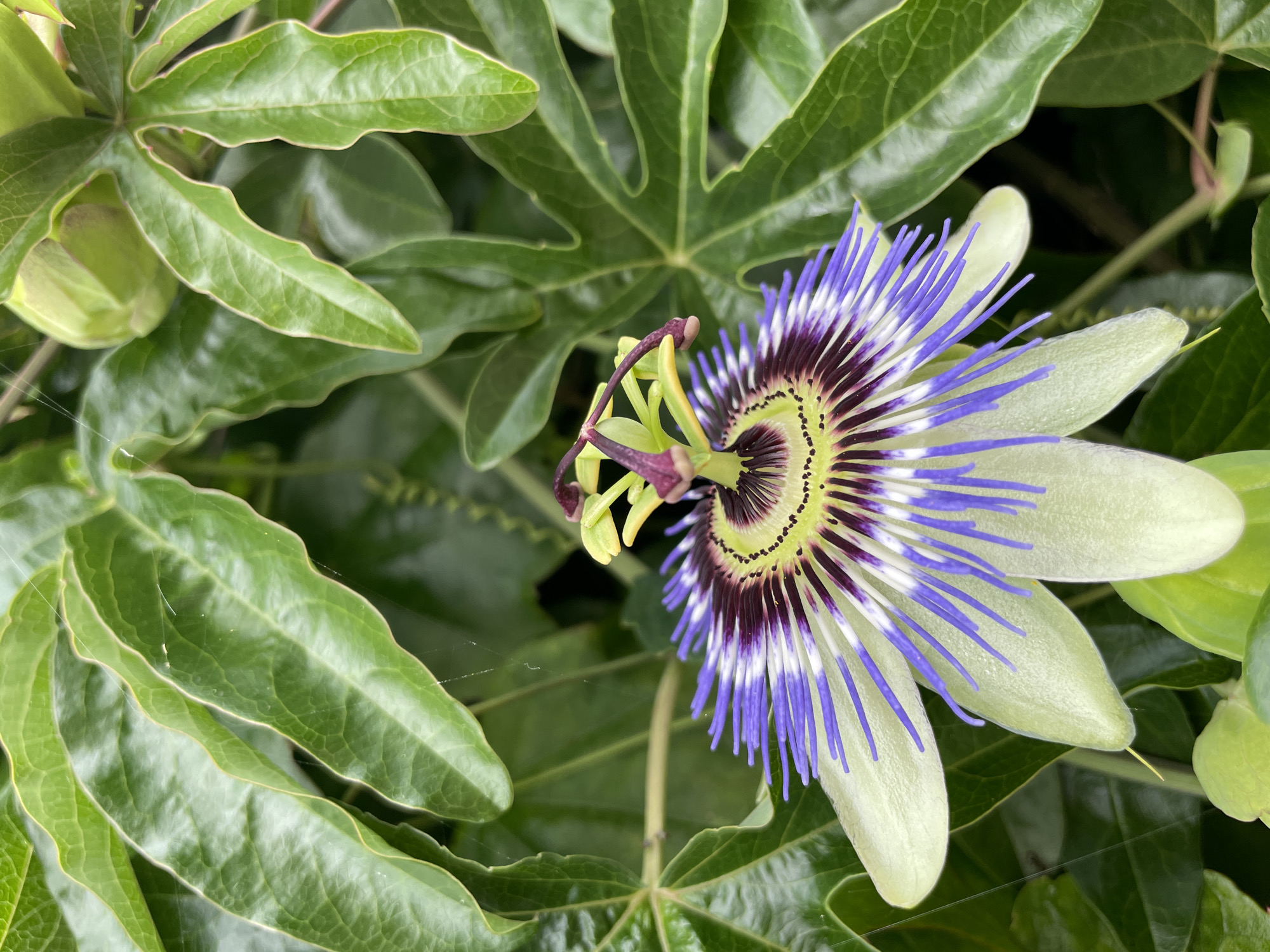 An extreme close-up shot captures a single, complex passionflower in full bloom, set against a backdrop of lush green foliage. The flower's intricate structure is the central focus, displaying a vibrant palette of colors. Its outer petals are a pale, almost translucent green, curving gently outwards. These are overlaid by a delicate fringe of thin, upright filaments, which transition from white at the base to a striking royal purple at their tips. At the heart of the flower, a deep maroon and purple corona surrounds a central structure of yellow-green stamens and pistils, tipped with small, rounded purple anthers. Thin strands of spider silk are visible, faintly catching the light across the leaves and flower. The surrounding leaves are large, deeply lobed, and possess a rich, textured green surface, with prominent veins. A closed, green bud of the same passionflower species is visible in the upper right quadrant of the image. The overall impression is one of natural beauty and intricate detail, with the flower's complex anatomy prominently displayed. There are no people or animals present in the image. The scene appears to be outdoors, likely in a garden or natural setting, given the presence of the flowering plant and dense foliage. The context of Sochi, Russia, is not discernible from the visual information alone.
