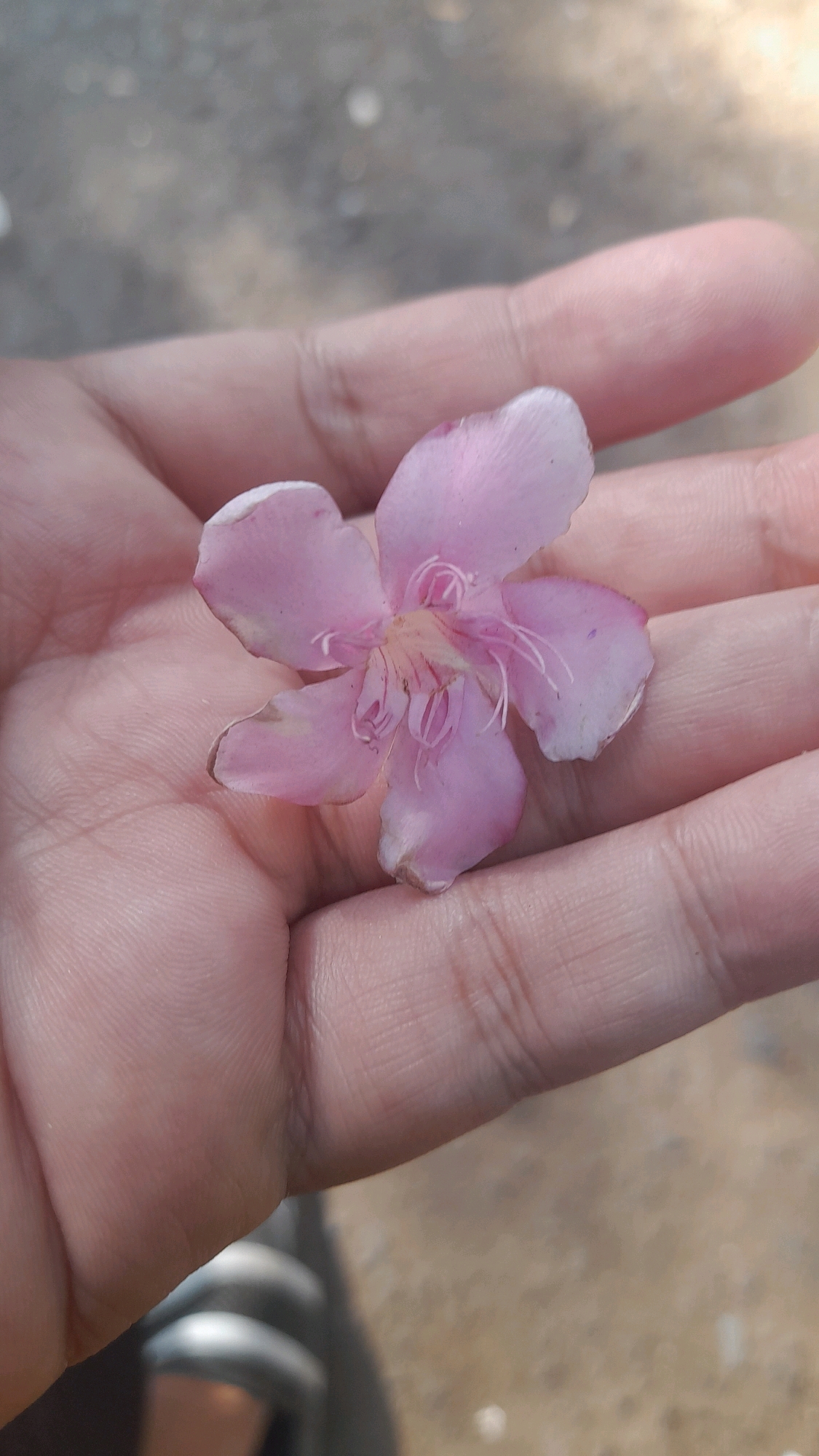 A single, light pink flower with five petals and thin, white stamens rests in the palm of a hand. The flower's petals are tinged with a darker pink towards the center and show slight browning at the edges. The hand is open, with fingers gently curled, revealing the palm's lines. The background is blurred, showing a sandy or dusty surface and hints of a dark, curved object at the bottom left, possibly part of a shoe or bag. The lighting suggests an outdoor environment. This scene appears to be in the Kepatihan area of Indonesia.