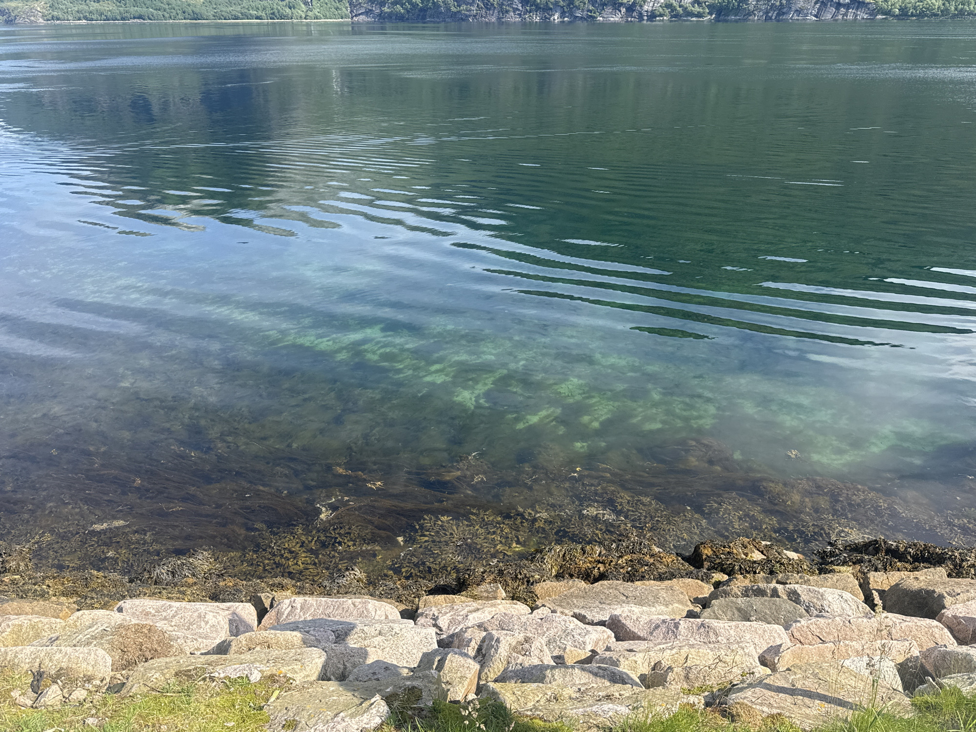 The image depicts a serene natural scene likely in Inndyr, Norway. The foreground features a rocky shoreline composed of large, irregularly shaped light-colored stones, interspersed with patches of green grass. Beyond the rocks, the clear, shallow water reveals a dense bed of dark seaweed and other aquatic vegetation. The water exhibits a gentle ripple effect, with waves reflecting the surrounding environment. In the midground and background, a vast expanse of calm, deep green water stretches towards a distant, tree-covered mountainside. The overall impression is one of natural beauty and tranquility.
