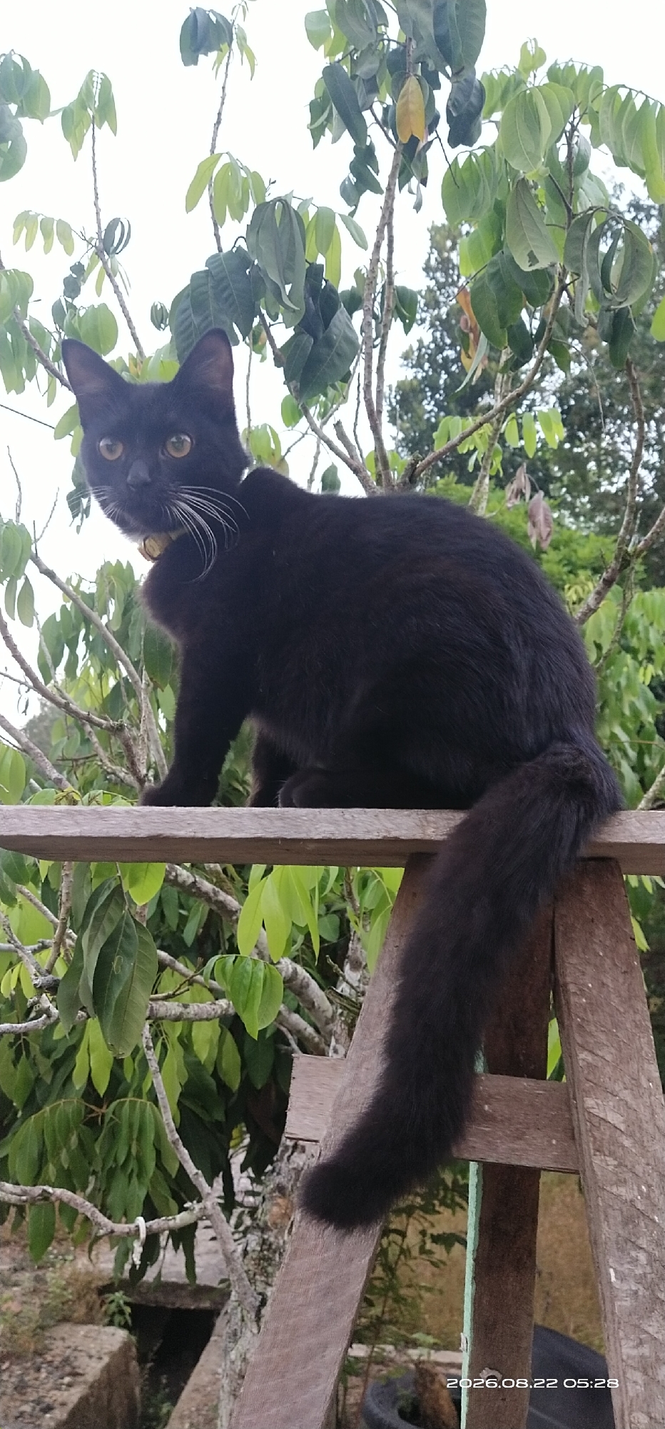 A black cat with yellow eyes and white whiskers sits on a wooden structure outdoors, surrounded by lush green foliage and trees. The cat is wearing a light yellow collar. The background consists of branches, leaves, and a bright sky, suggesting a natural, possibly rural setting. A timestamp in the lower right corner reads "2026.08.22 05:28."
