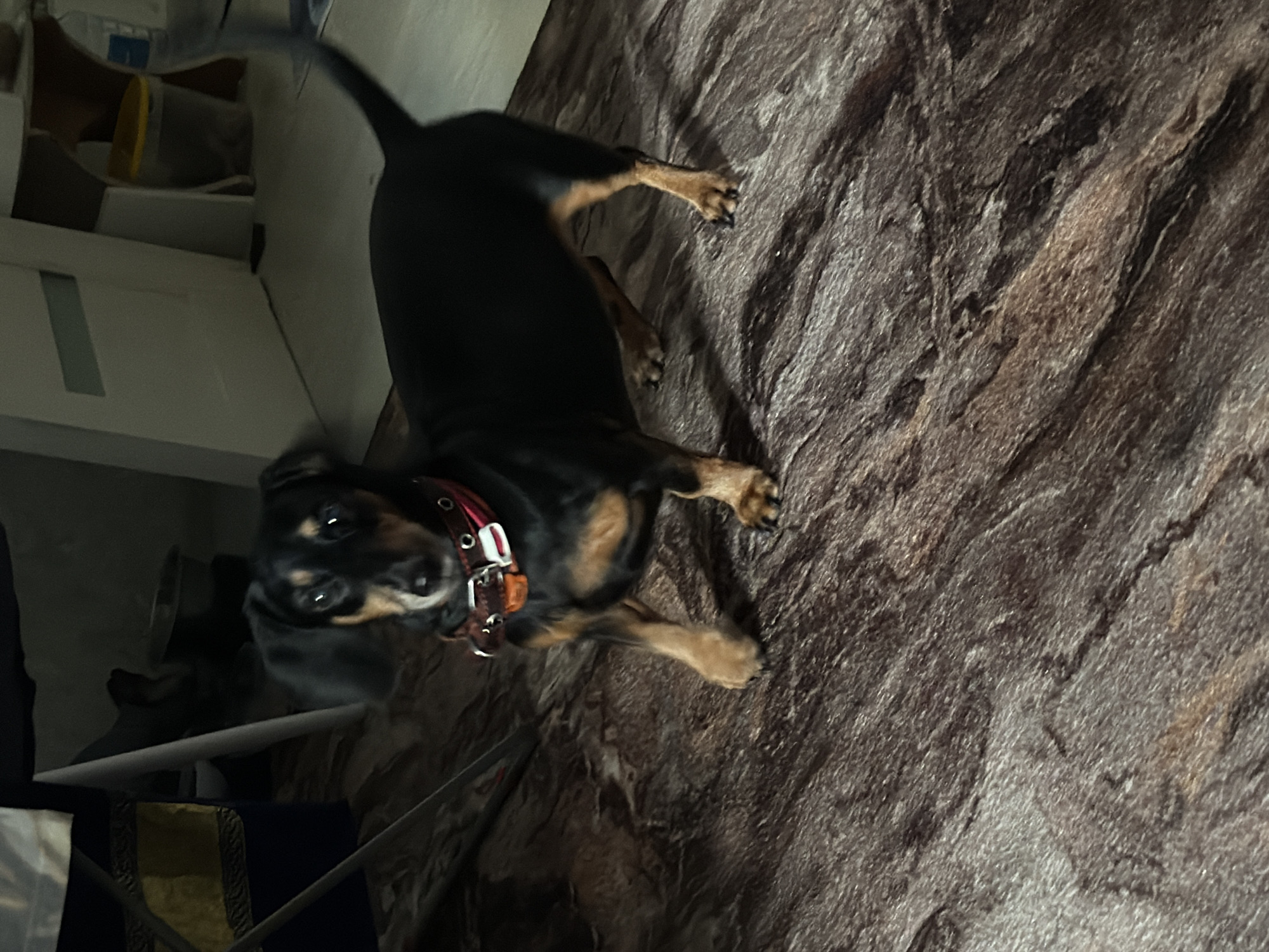 The image shows a black and tan dachshund in a dimly lit indoor environment. The dog is wearing a red collar with a visible tag. The floor appears to be made of a wood-like laminate with a marbled pattern. In the background, there are glimpses of furniture, including what looks like a table and chairs, and possibly a door. A yellow container is visible in the far background. The overall impression is of a domestic setting. The image's metadata does not contain information about the specific location within Kaliningrad, Russia, or any other geographical details.